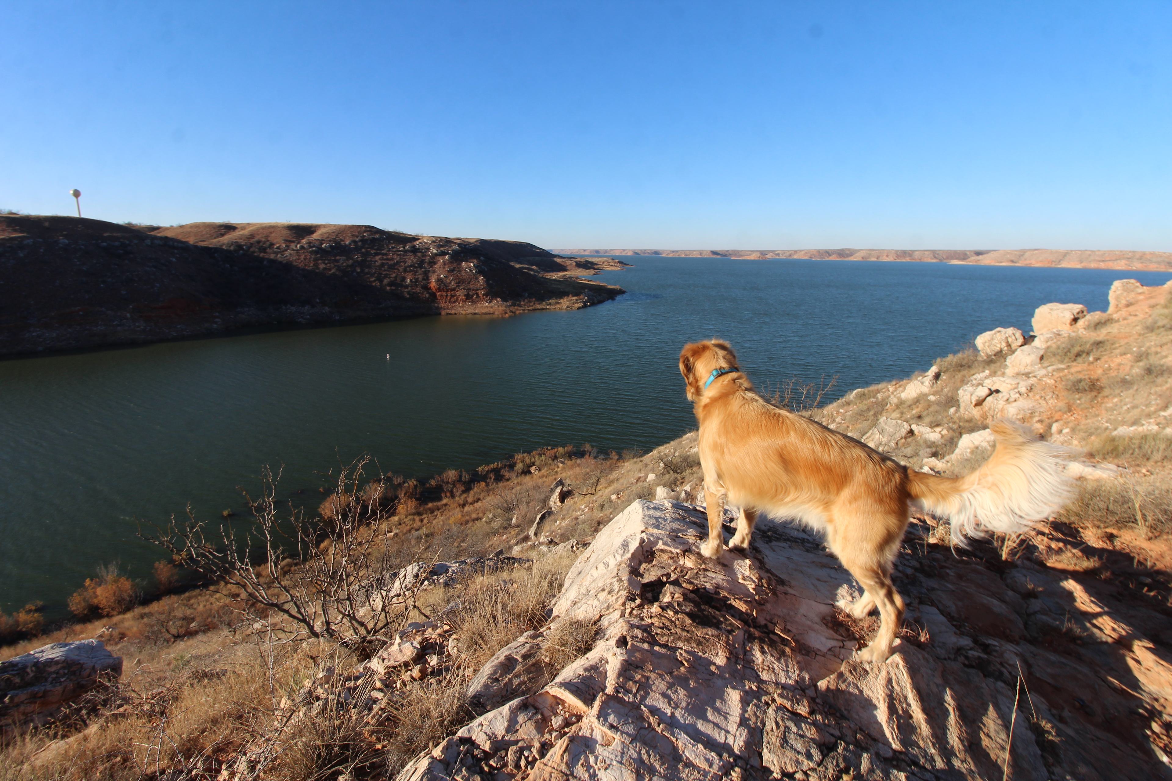 Great lake views next to our campsite! Also dog friendly. 