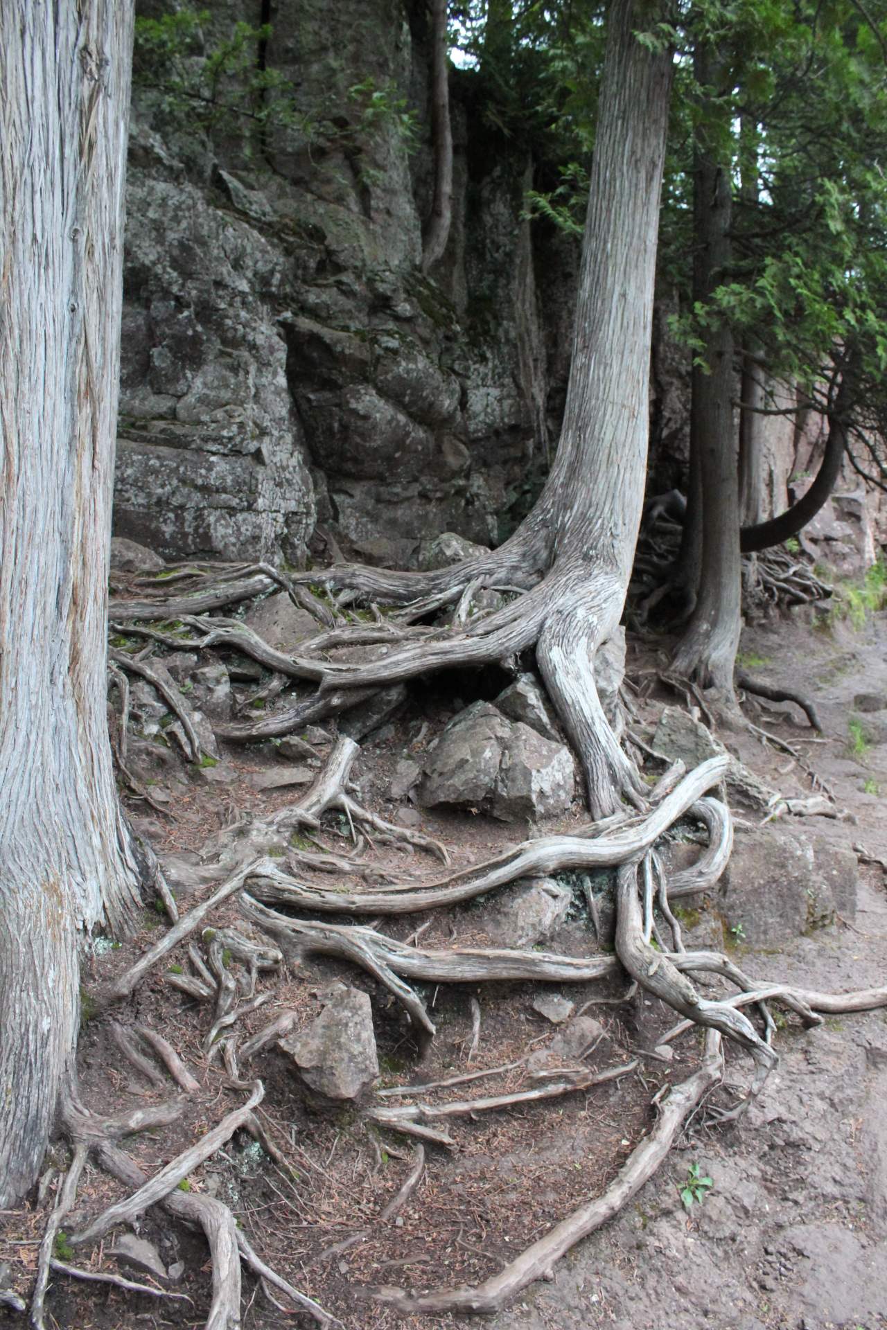 
Being from the central plains I was impressed with all of the trees. 