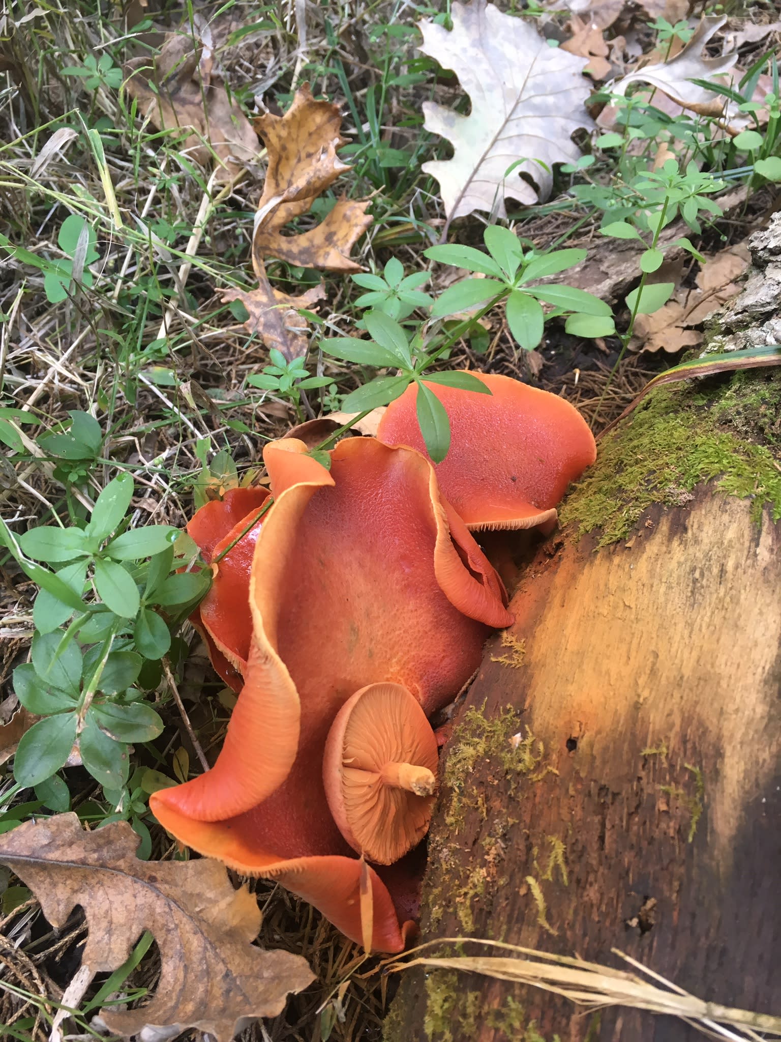 E.T. Mahoney State Park