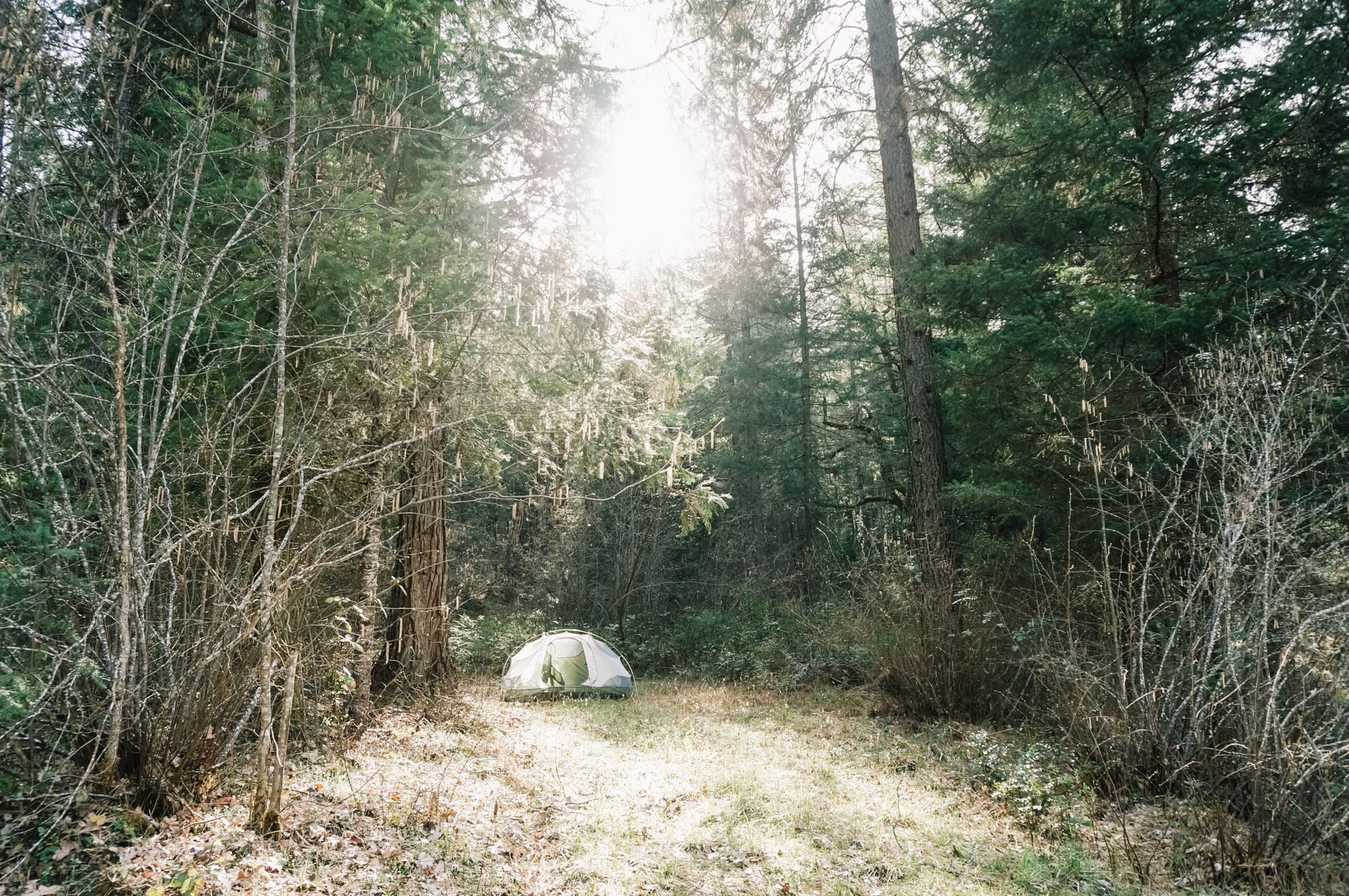 An idyllic camping spot in the forest.