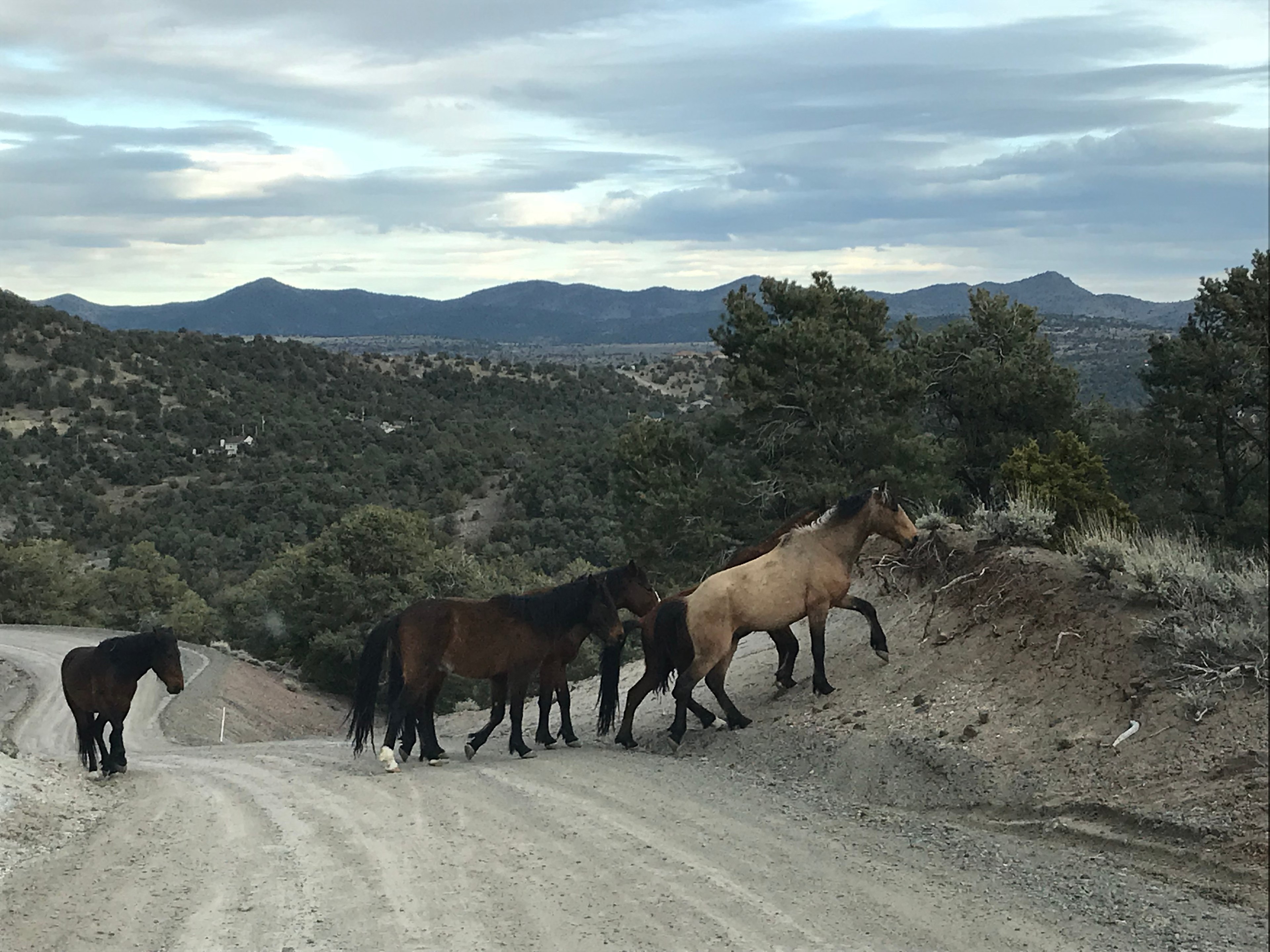 Wild mustangs greeting visitors on the road to Falcon Acres.