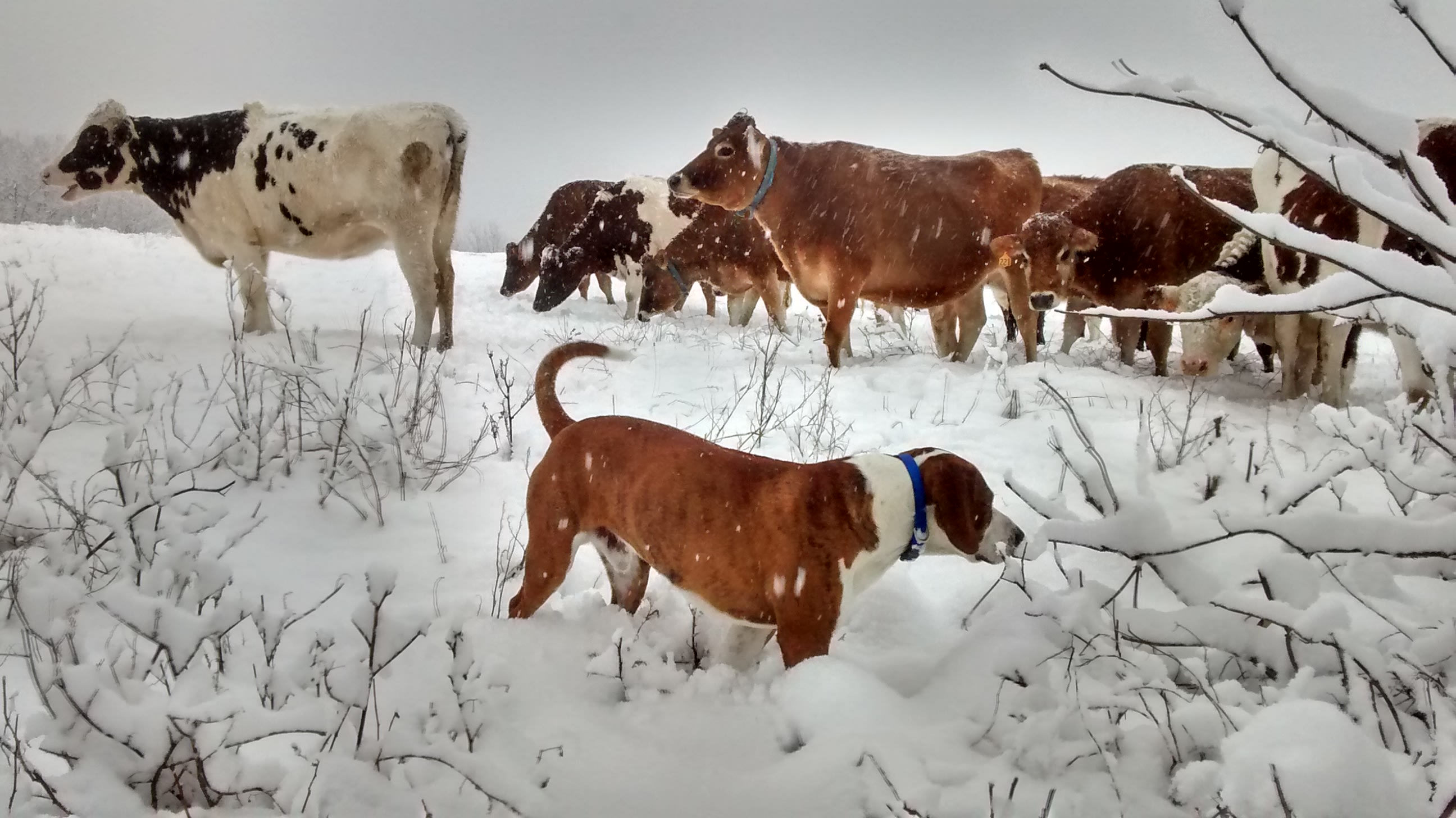 Wahl Dairy Farm.  Hilltop Campsite