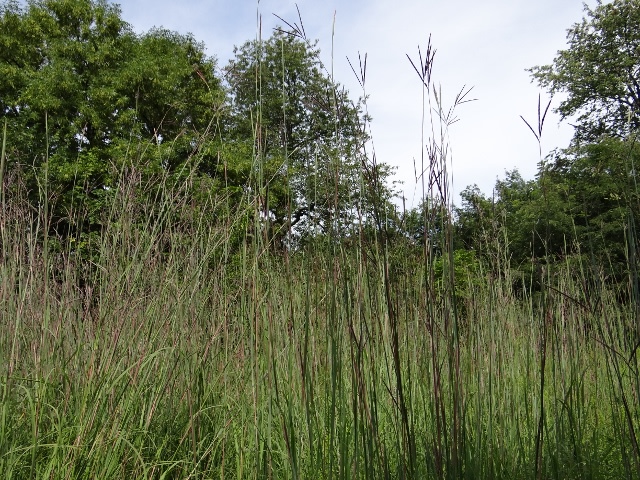 Some of our Big Blue Stem grows to 9 feet by August. See what it felt like to walk through native grasses and not see someone just a few feet away!