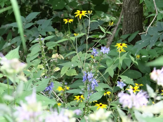 The timber shows off its own flowers at certain times of year. 
