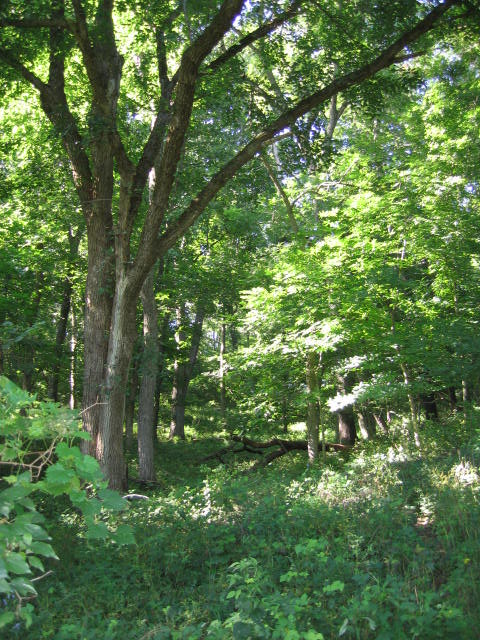 Take a hike in the woods and enjoy the cool green smells of summer. 