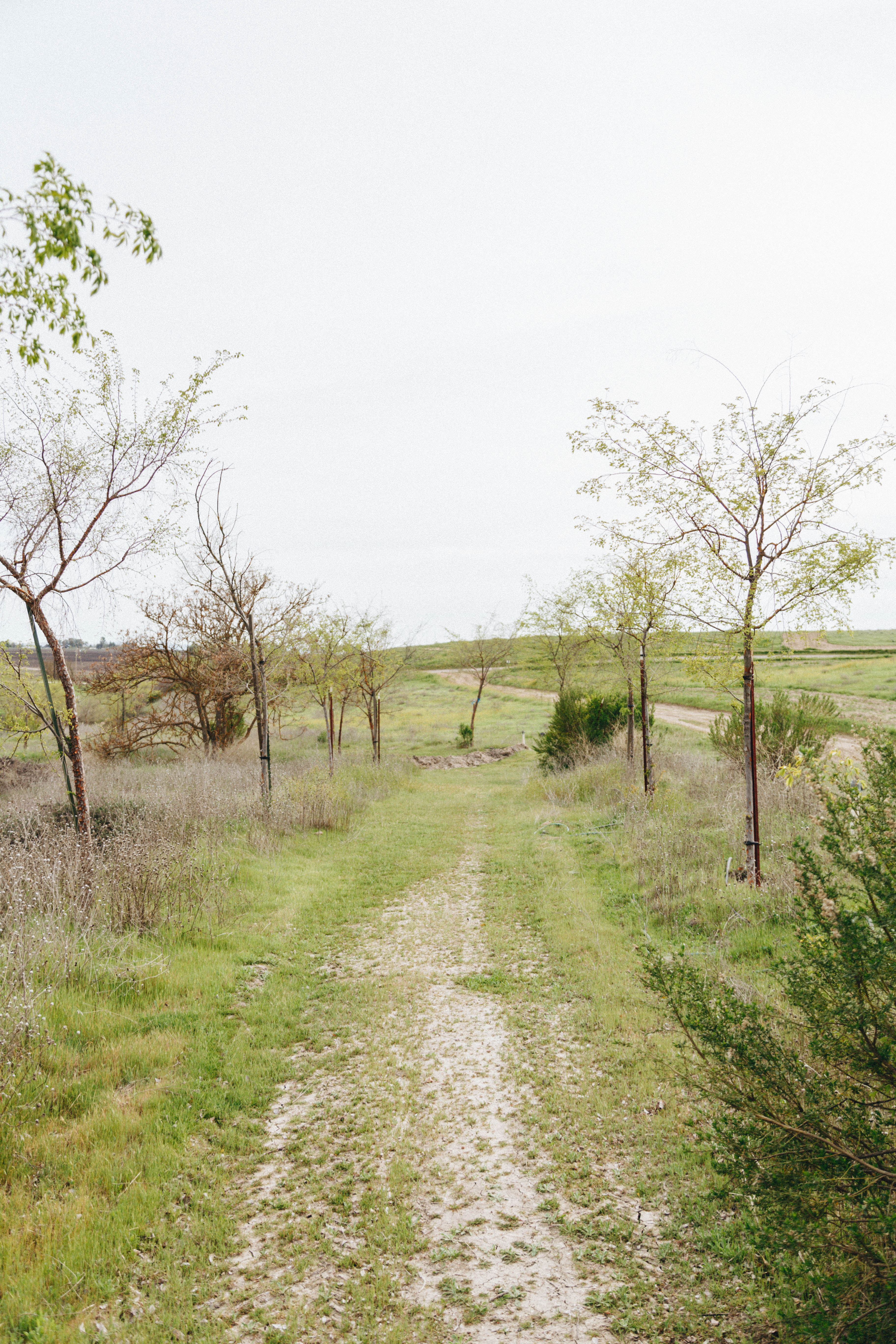there's a trail that goes around the property and is lined with trees that Barbara planted