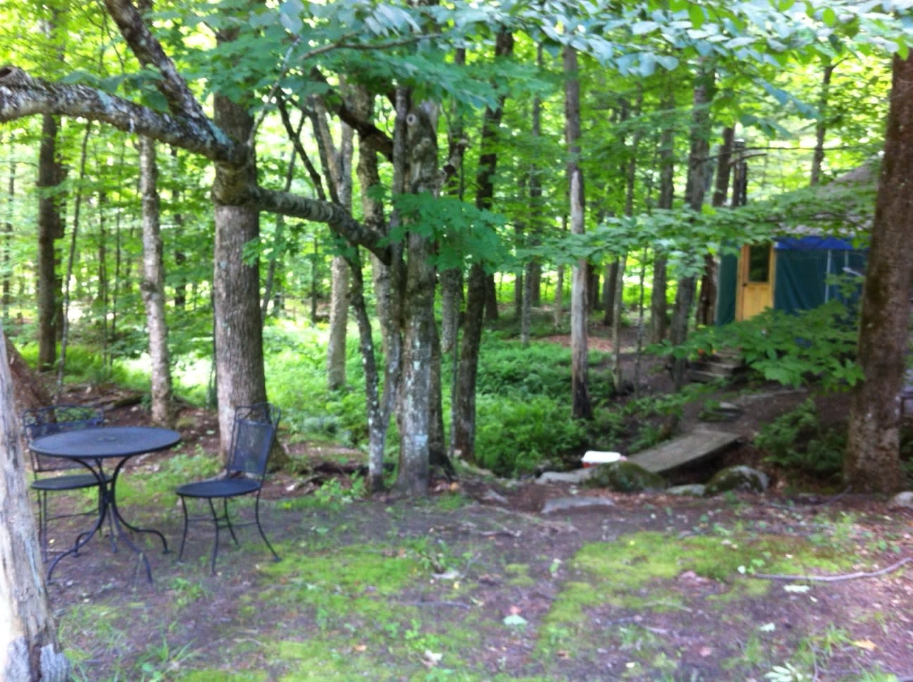 Gemlike green, shady and beautiful....life at the yurt.