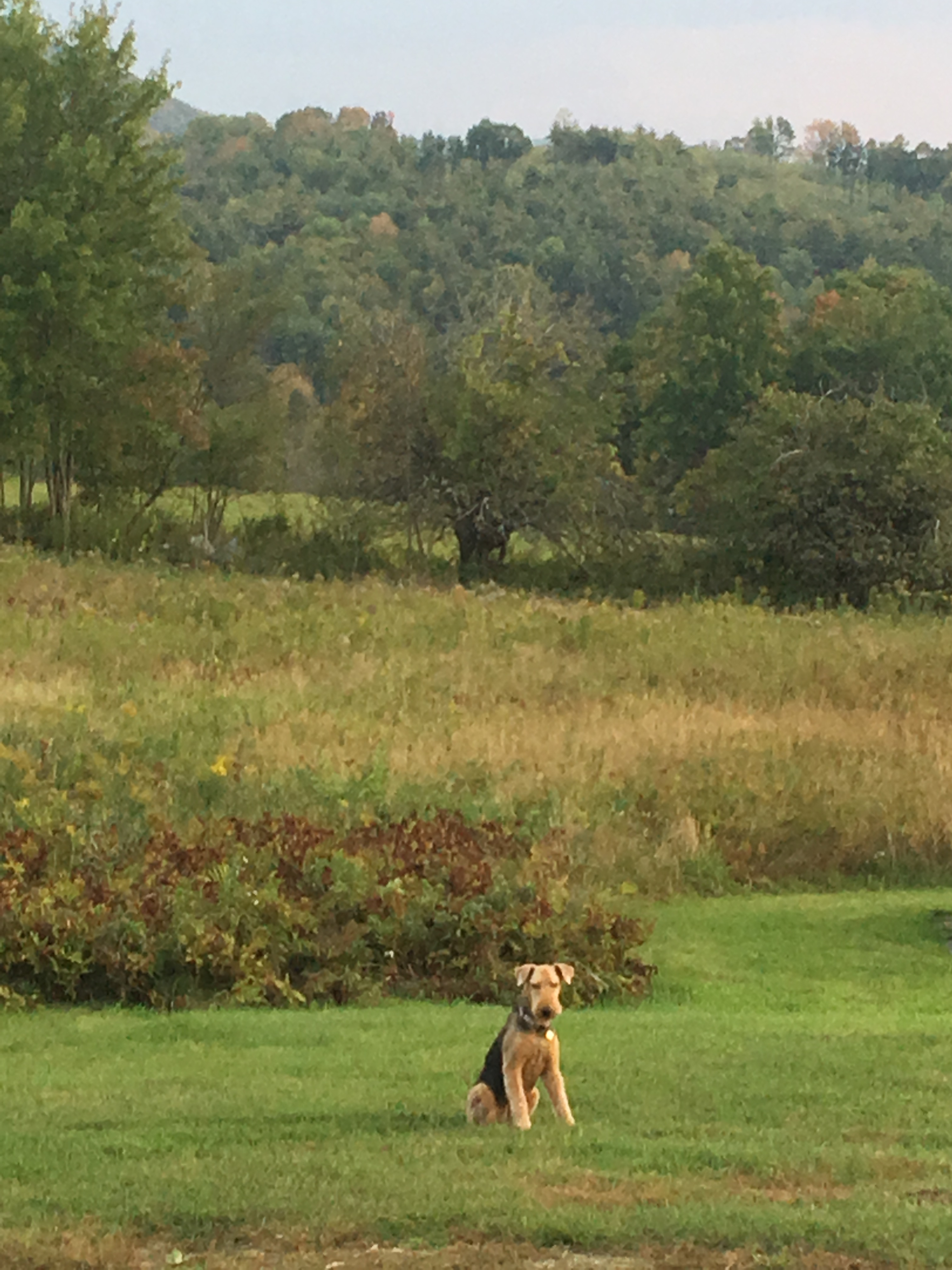 Our dog Allie, just loves the property.
