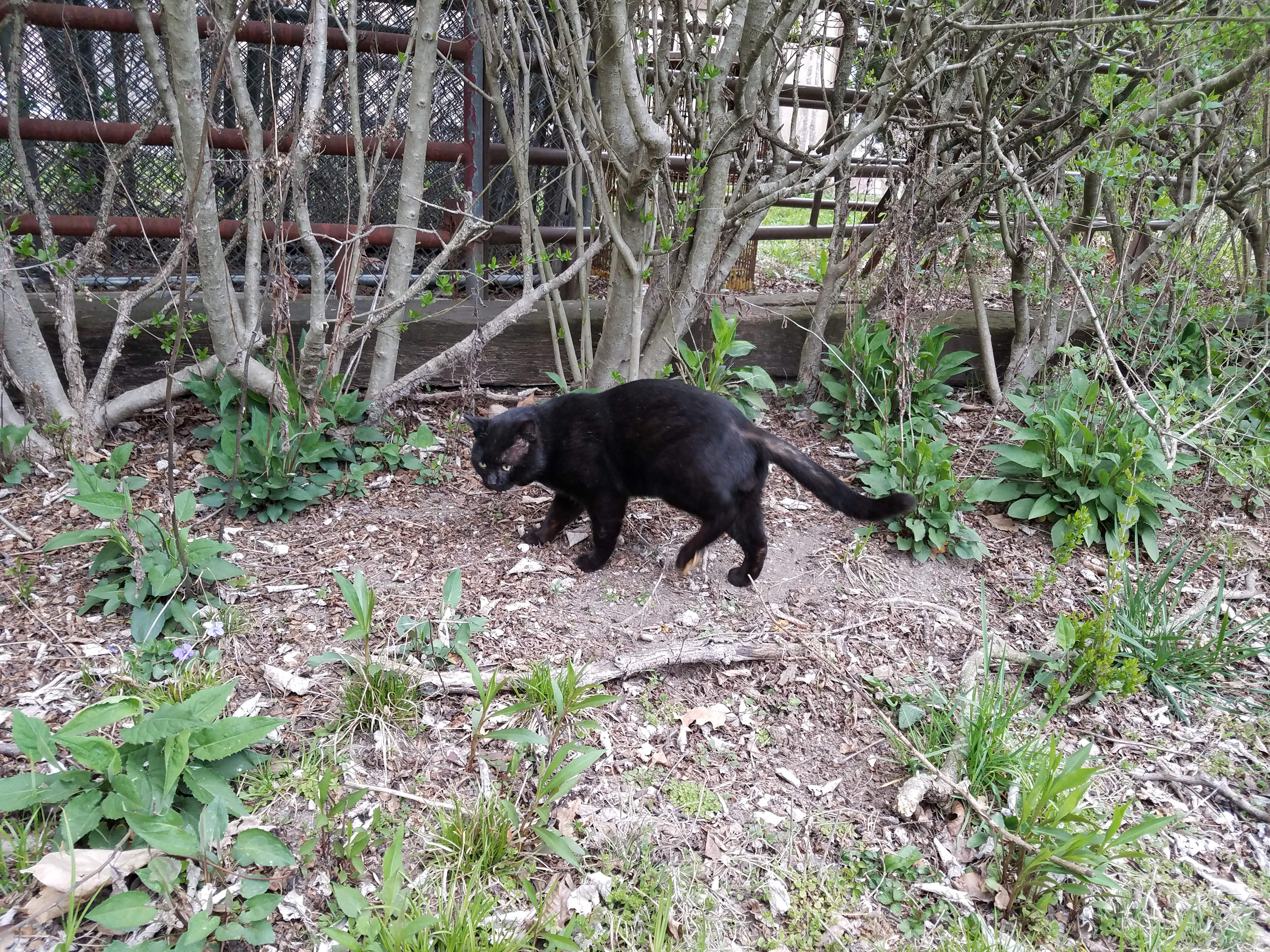 Grove On Top Possum Hill