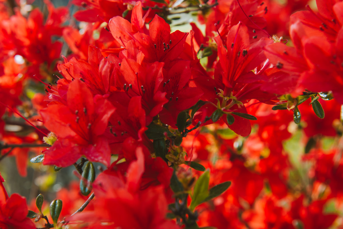 Kimberleys property features many different plants, and flowers!