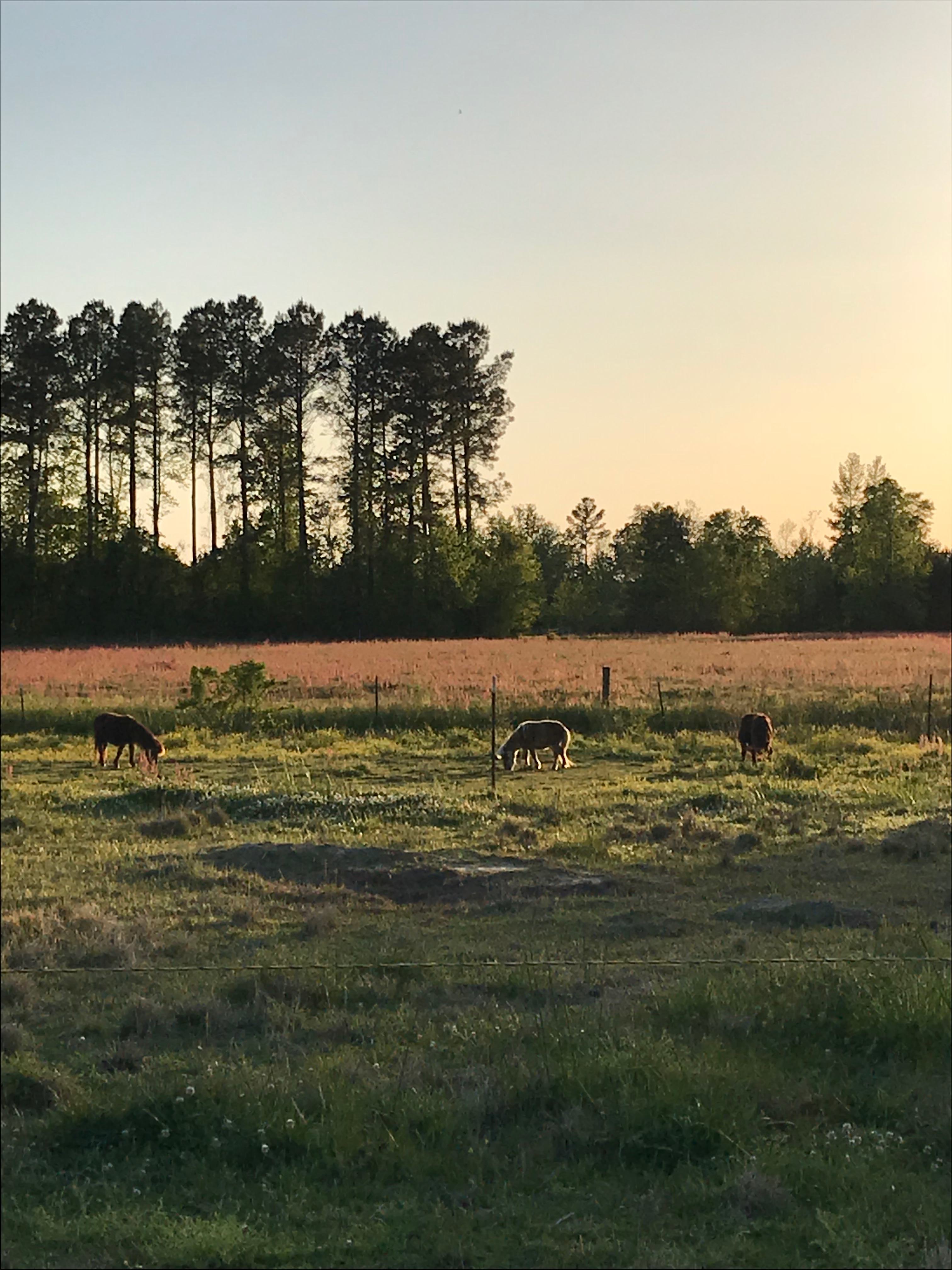 Bright Star Farm