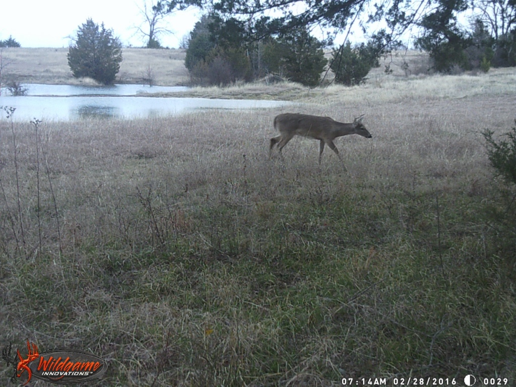 Abundant wildlife