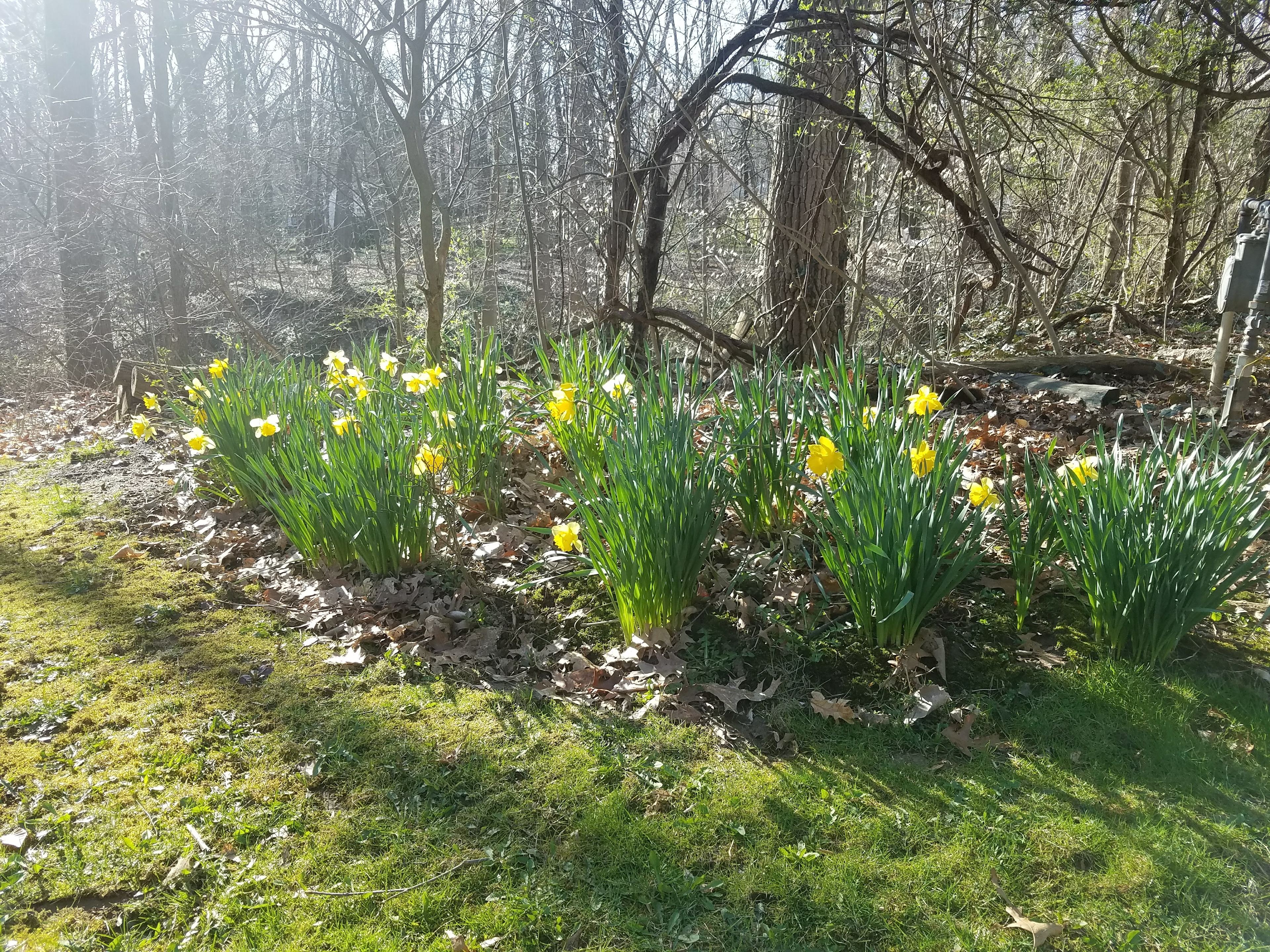 Spring tulips