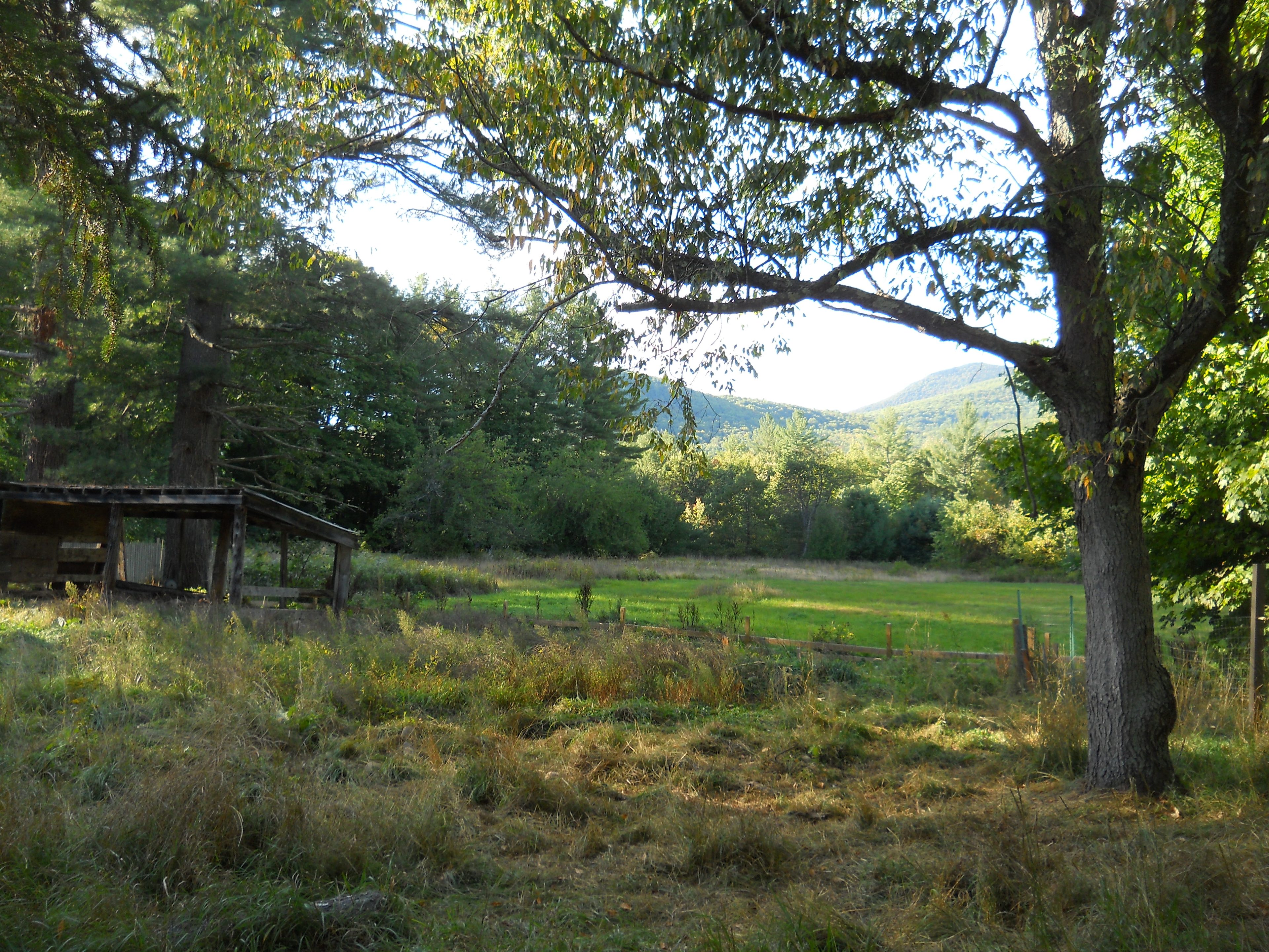 Another view of my field . Gorgeous with wild flowers, quiet and not a disturbance viewing the starlit night sky!