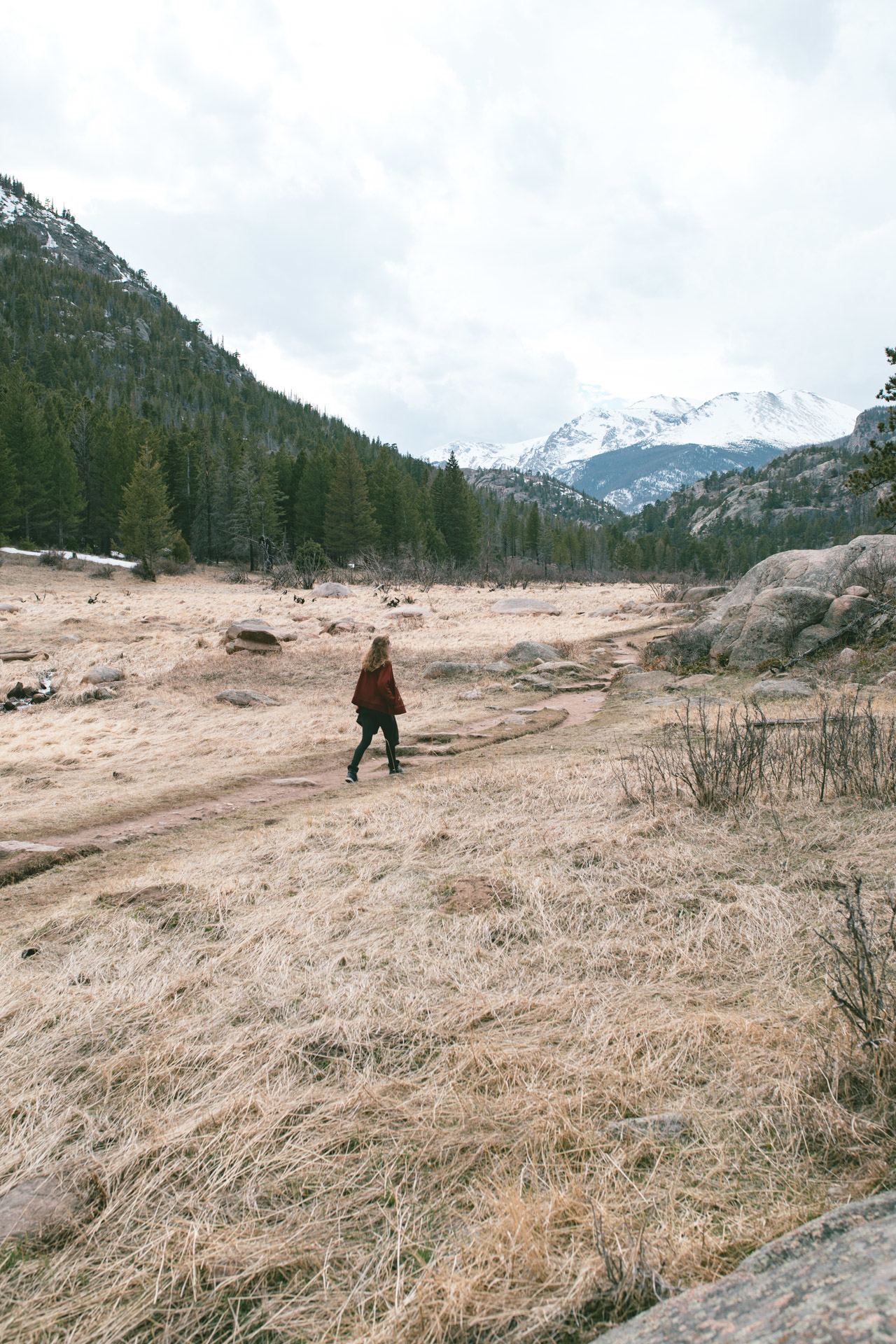 A moose was spotted this day near Cub Lake Primitive Campsite (within 6miles of Moraine Park Campground). What a sight!
