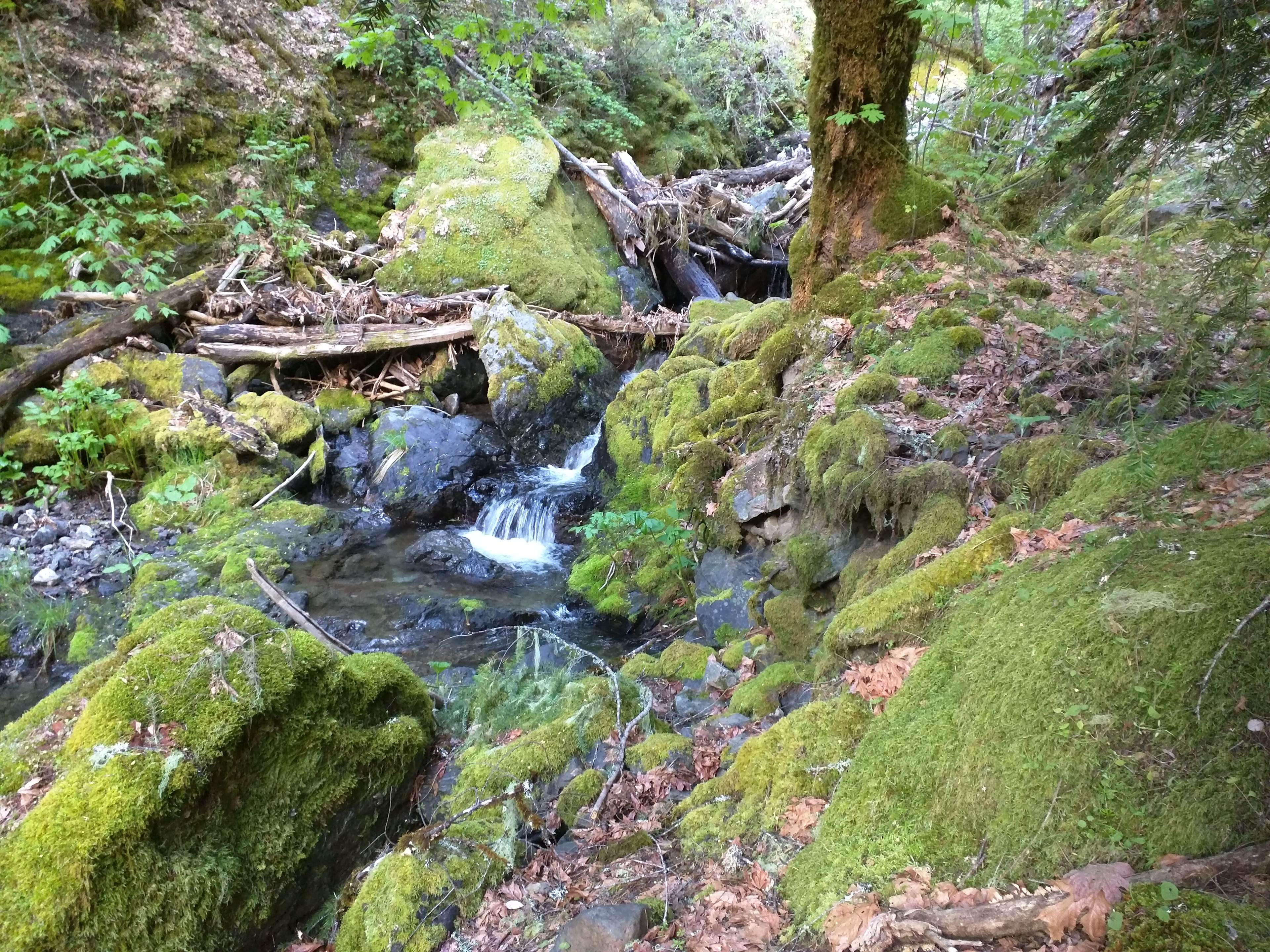 Deerlick Springs Campground