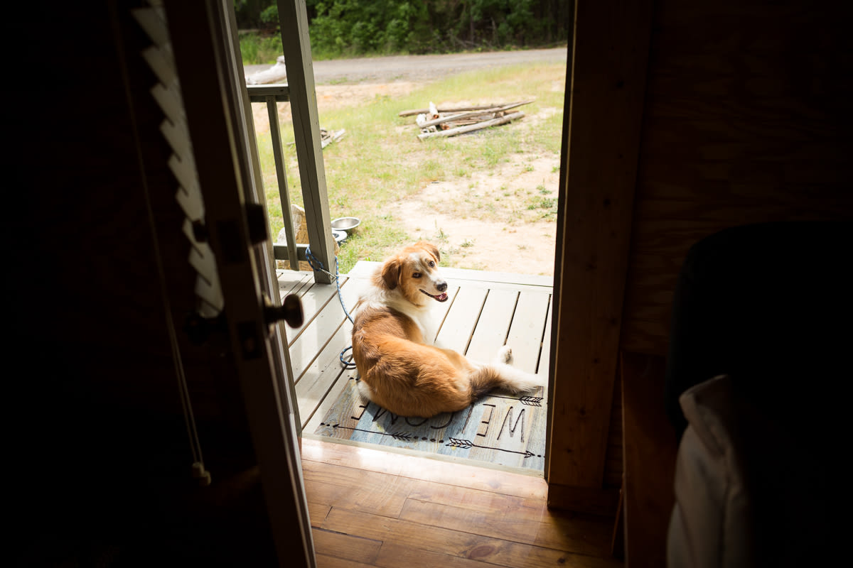 The dogue was happy to enjoy the front porch (leashed, to ensure he didn't run straight back to the mud wallow he'd found). 