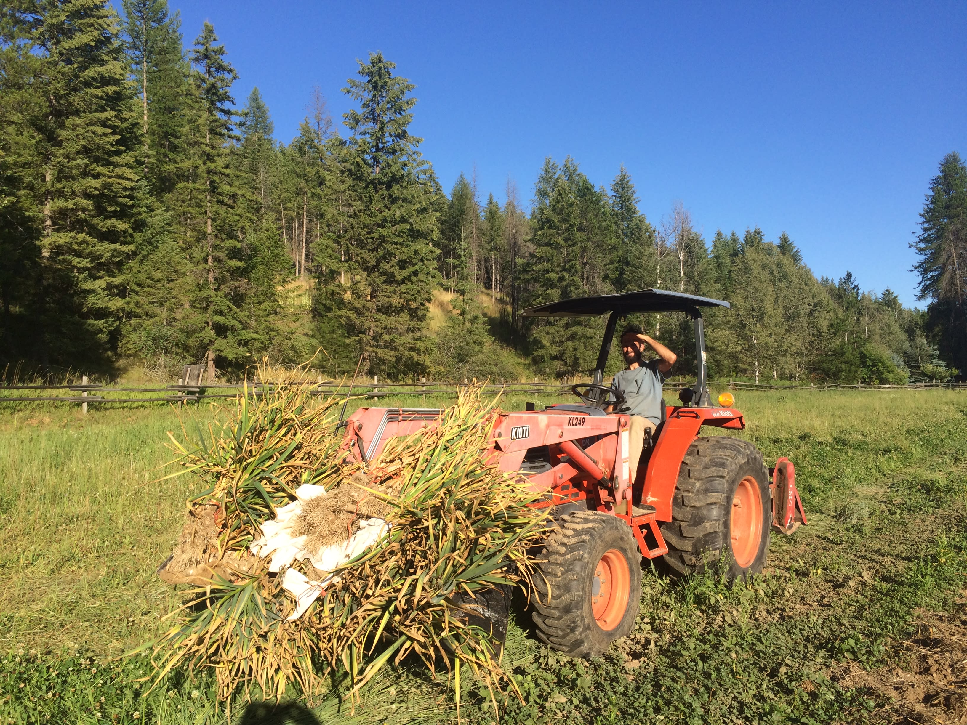 Garlic harvest!