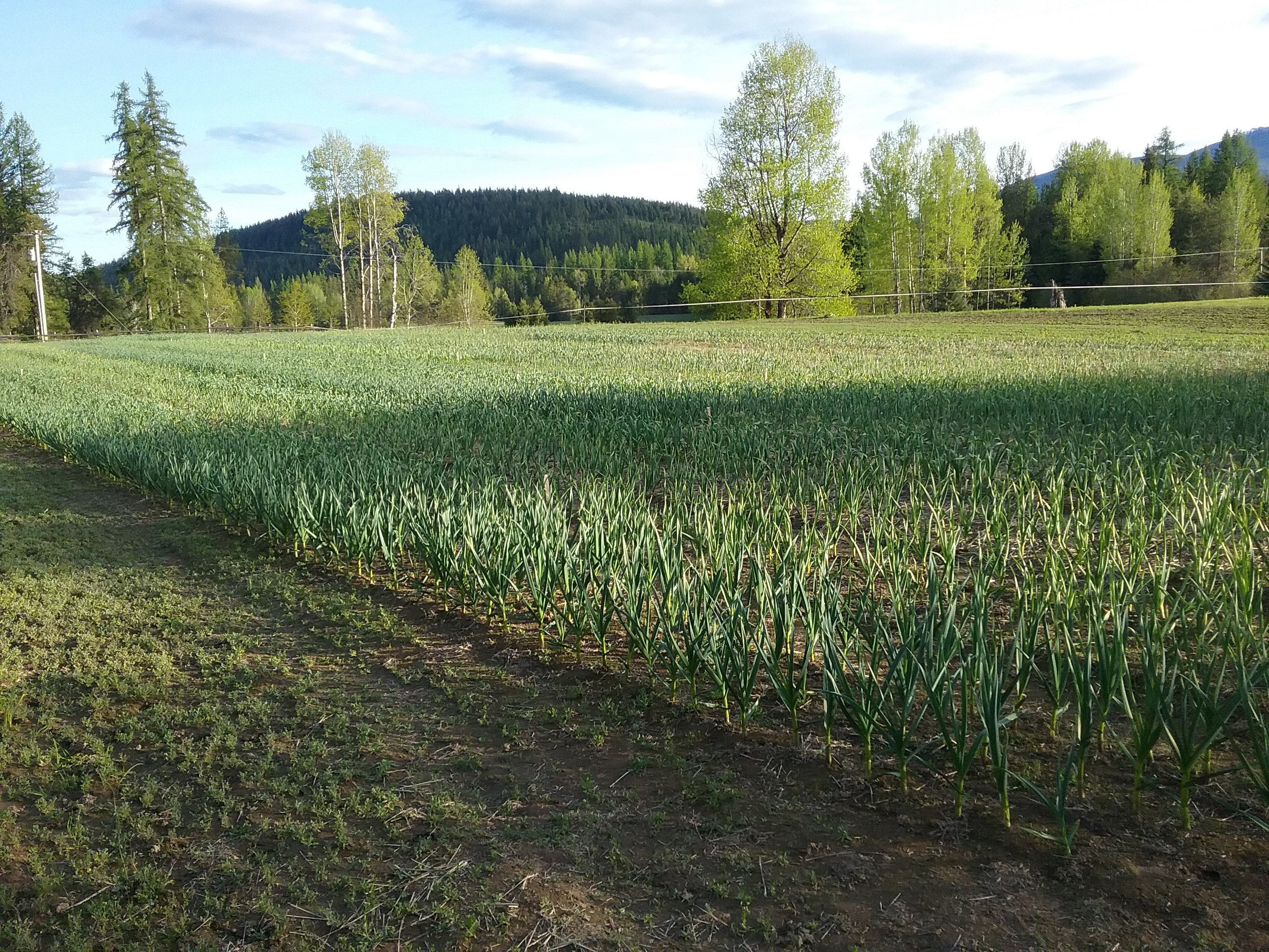 Fields of green