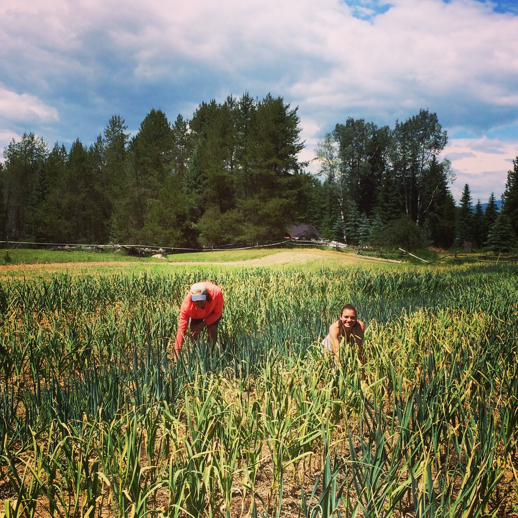 working in the fields