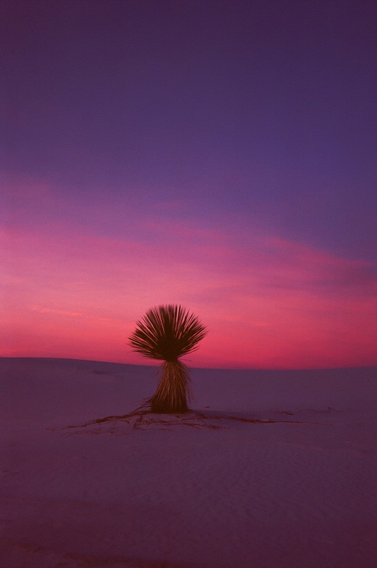 Just outside the campsite, and down the road, at White Sands National Monument.