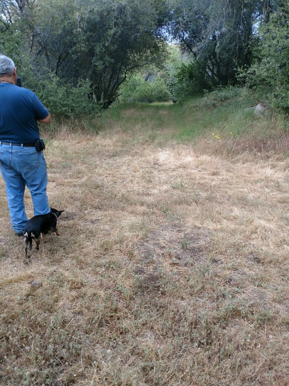 Campsite 6 looking back towards the lane.  It's large enough for several tents and a car.