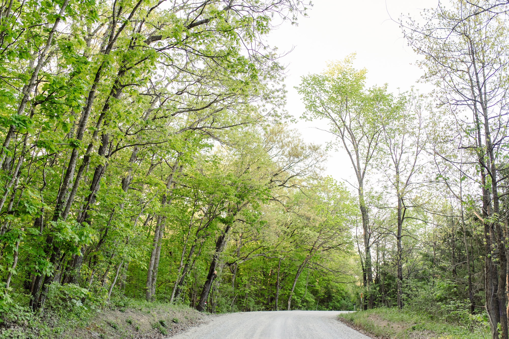 Wooded Escape