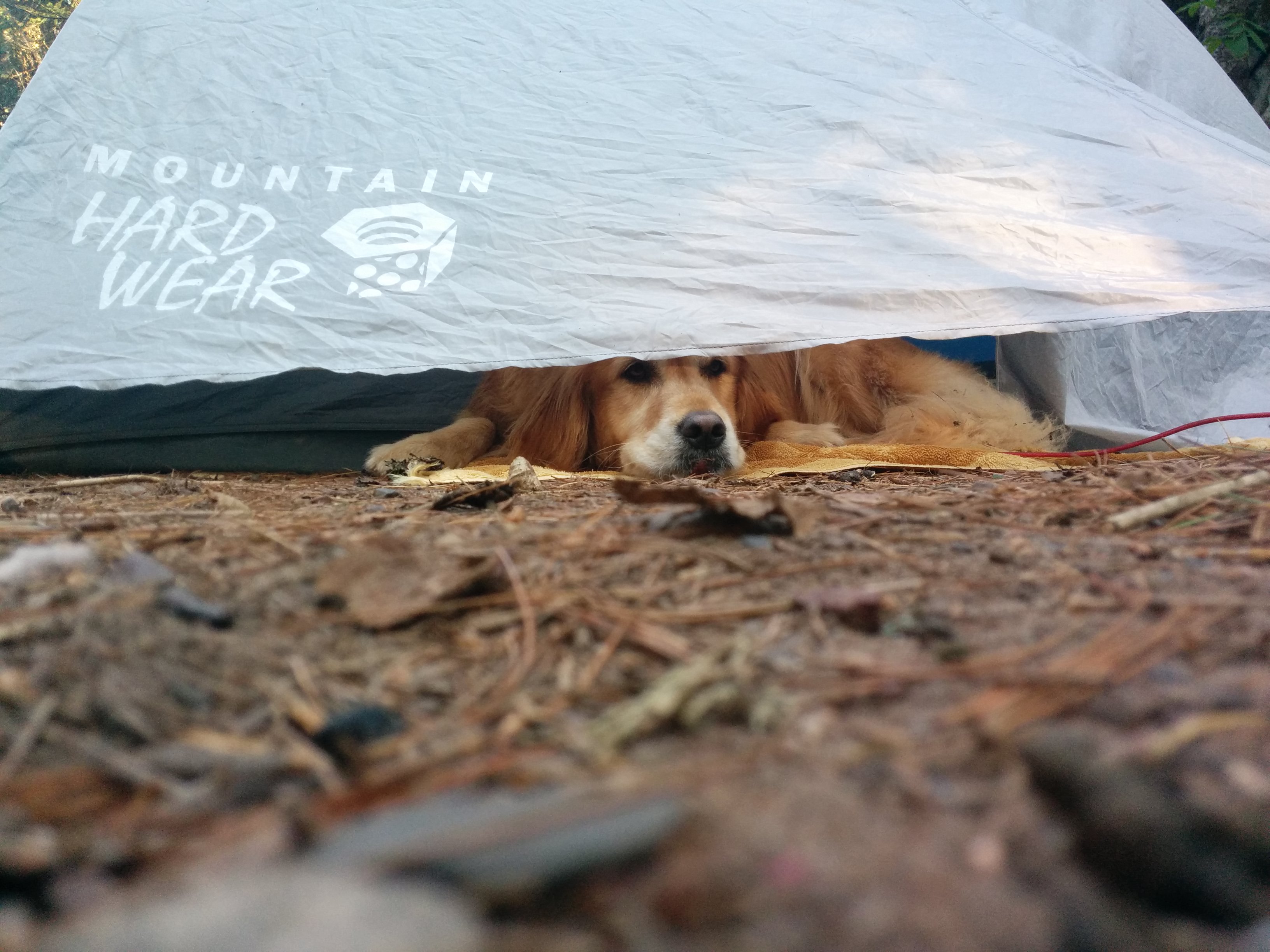 Aspen hiding out from a pesky bee. Apparently they are not good for eatin'.