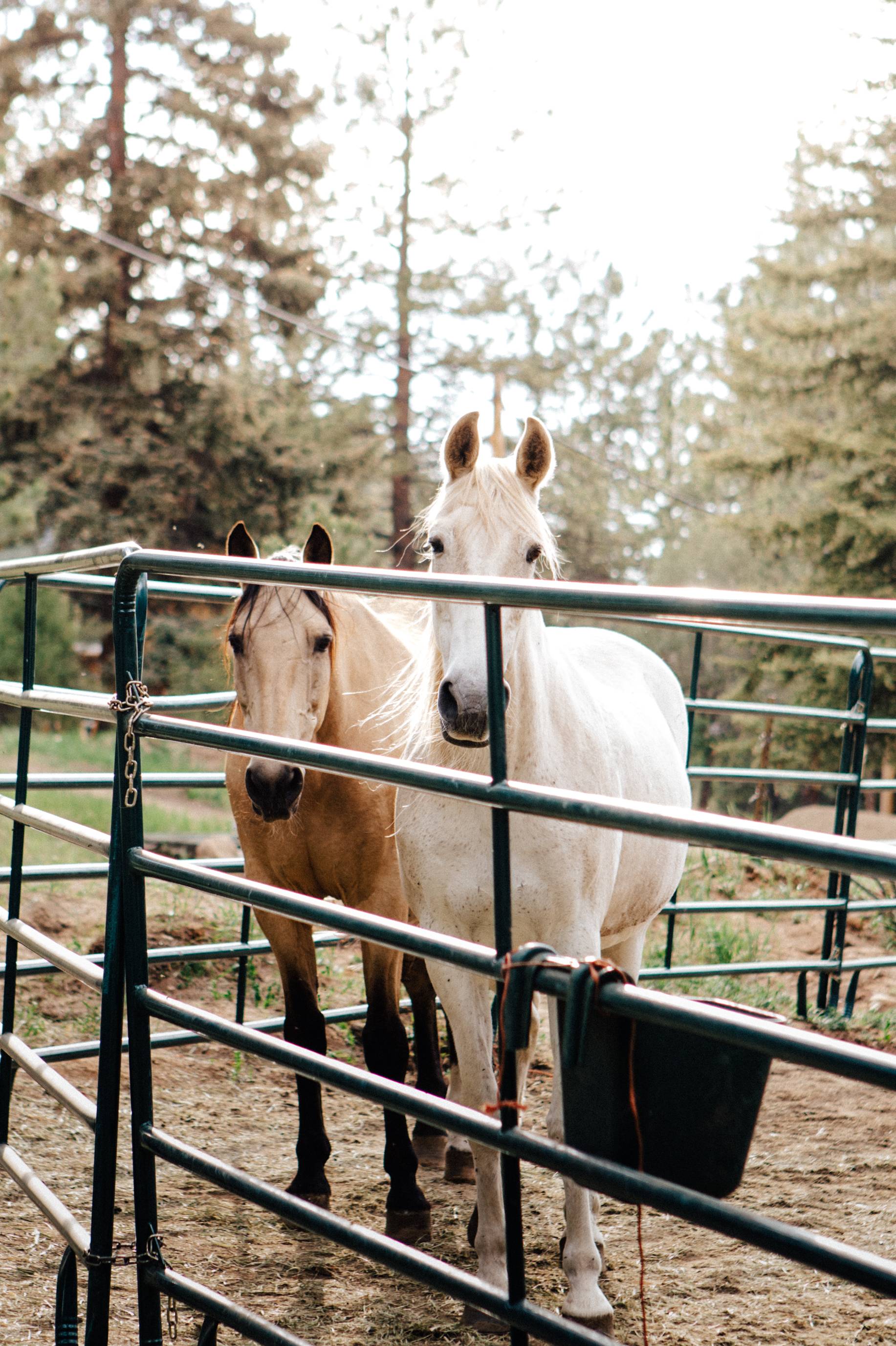 As if this place wasn't already perfect, it also has horses! 