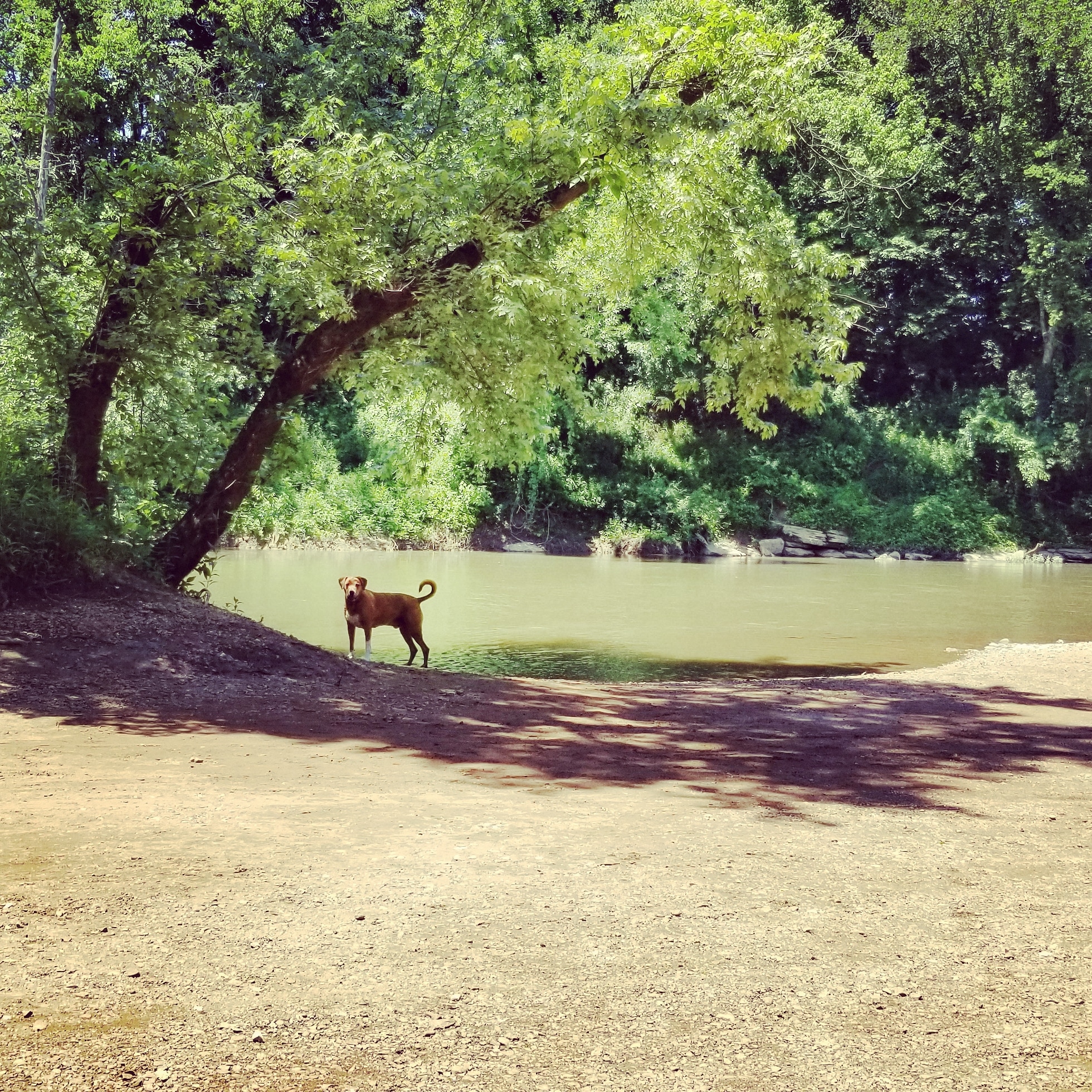 Howlin' Hill