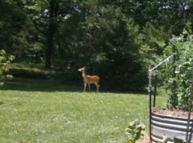 Bambi got lost