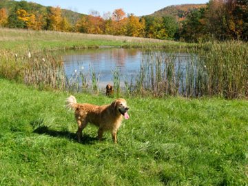 Dogs and kids love playing in or near the pond.