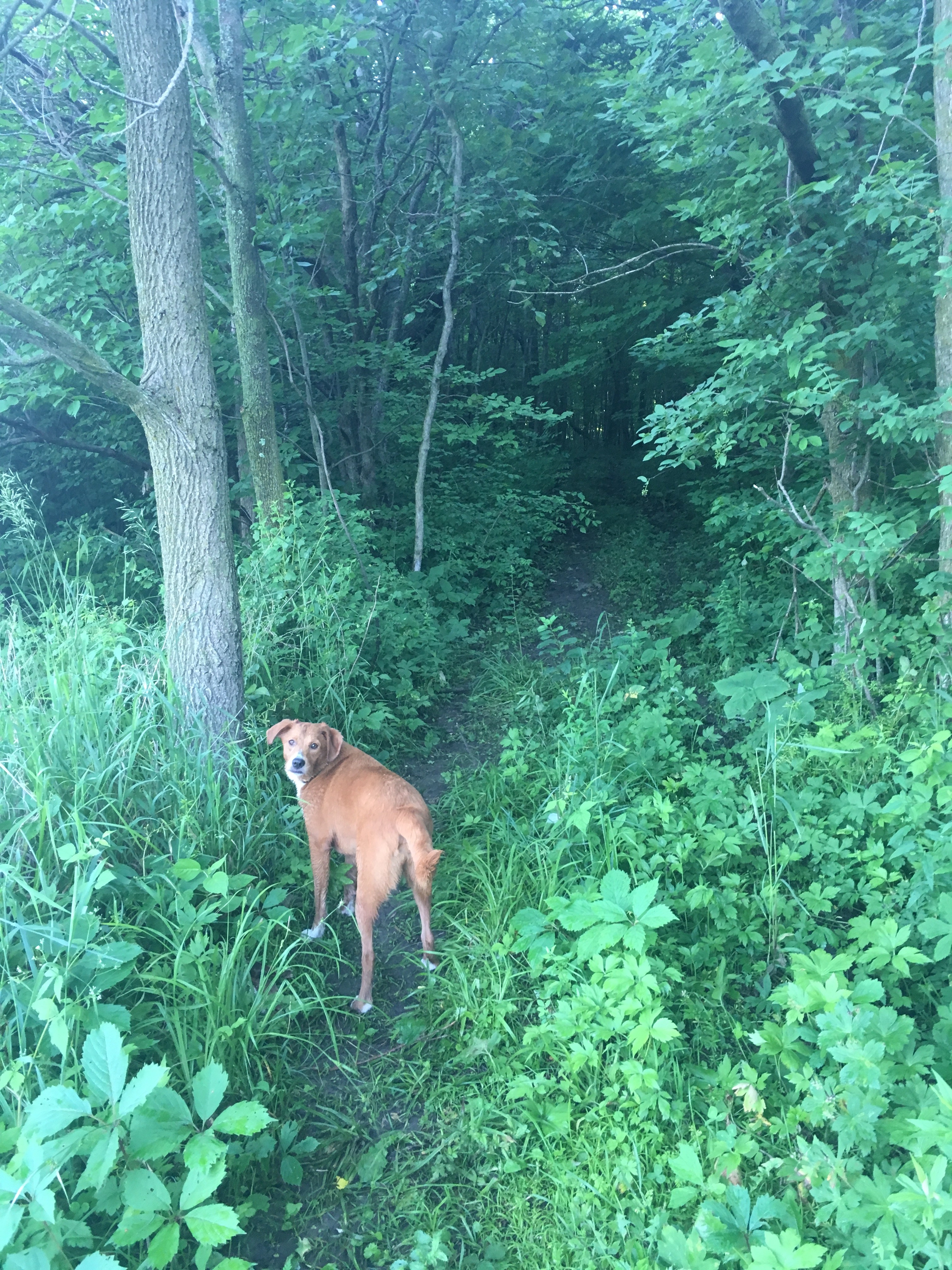 The hill