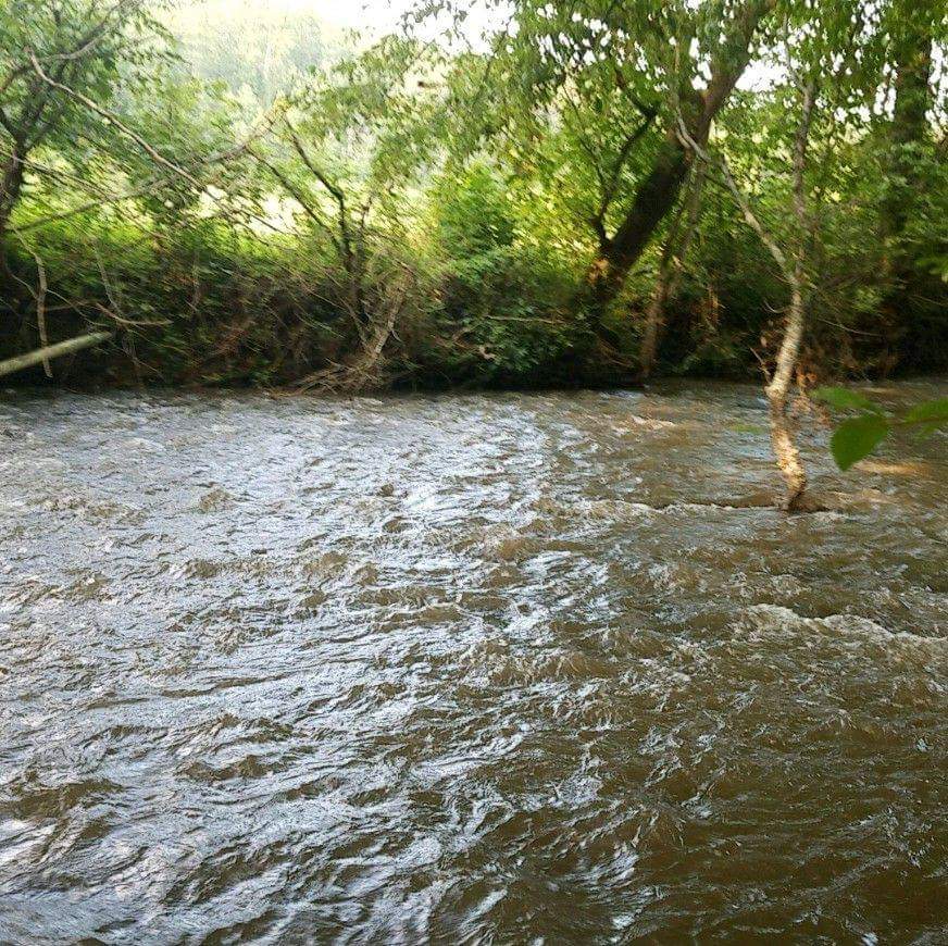 creek bank view