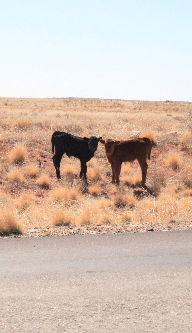 Hovenweep Campground