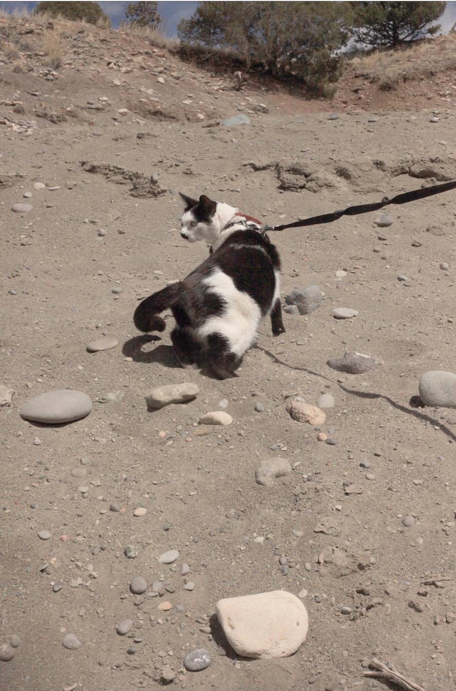 Navajo Lake State Park