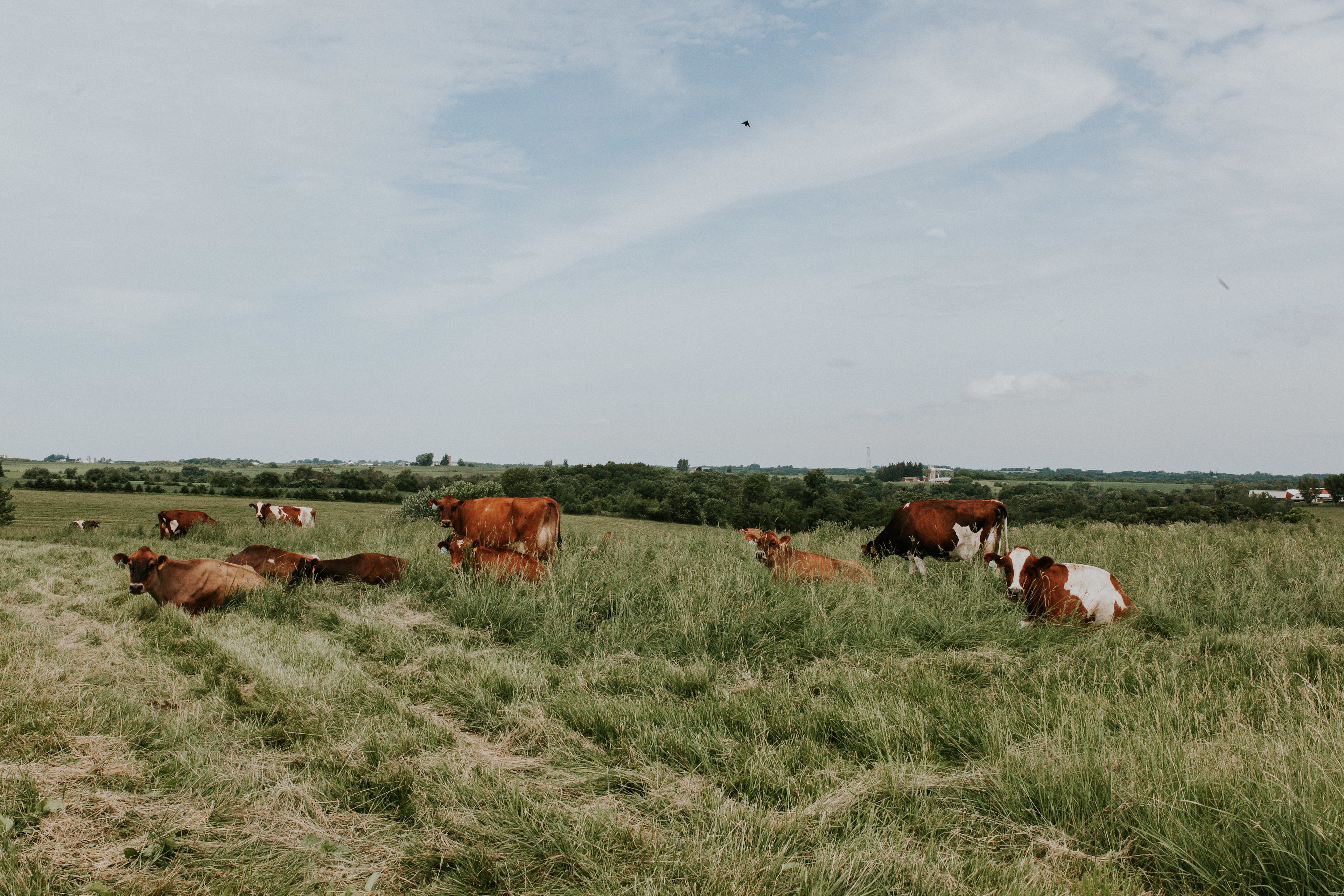 Gilles Family Dairy & Woodland