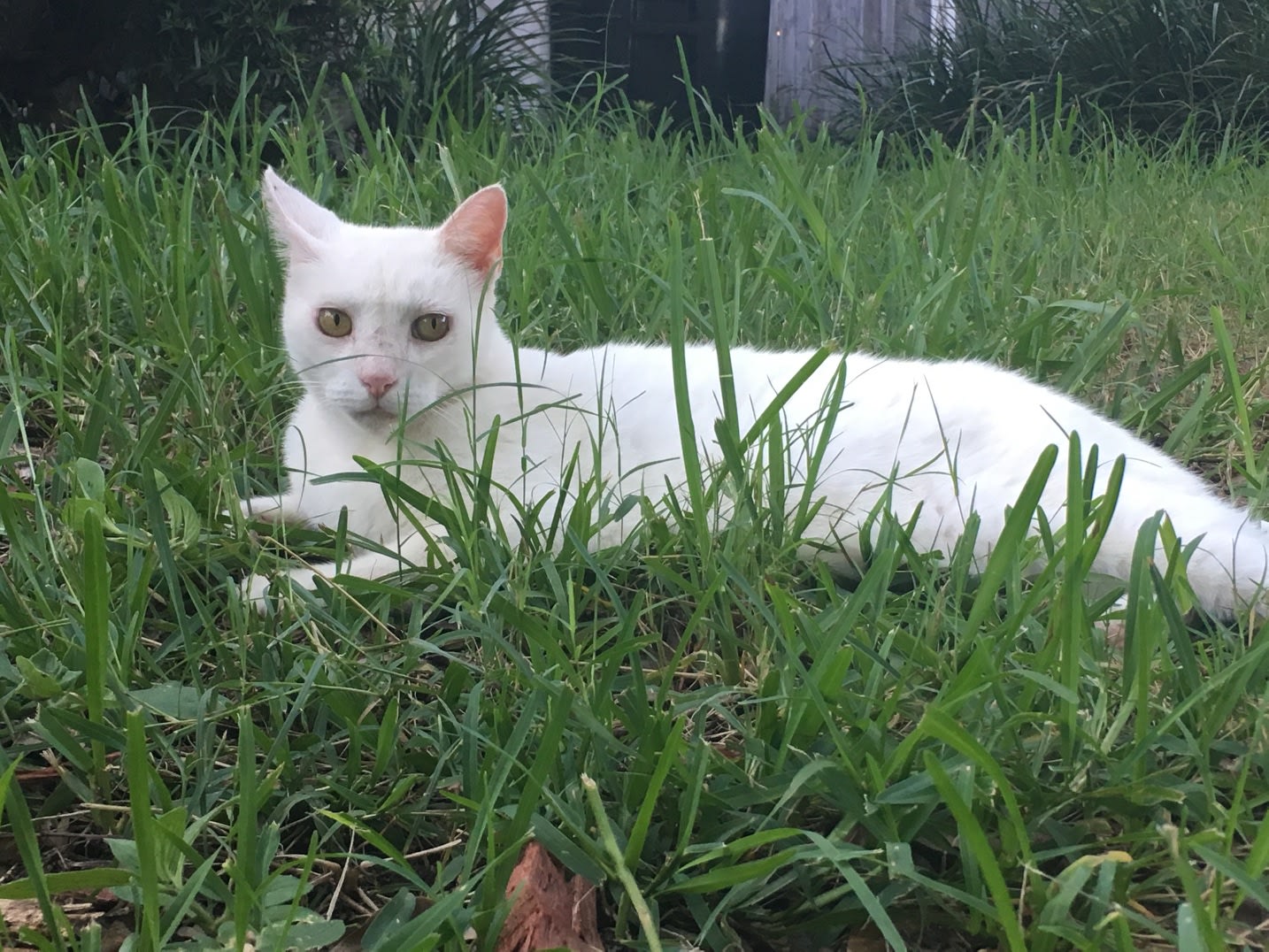 Frank is a white cat. 