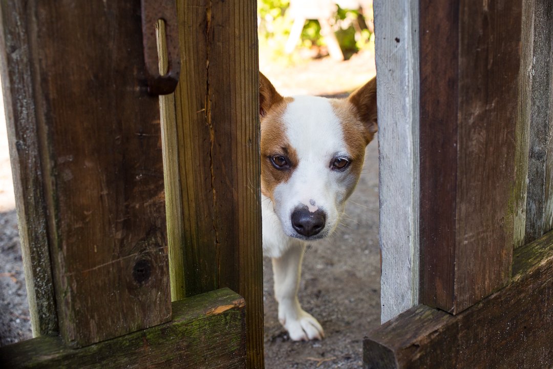 Resident pup Harry, peeking out through the gate. 
