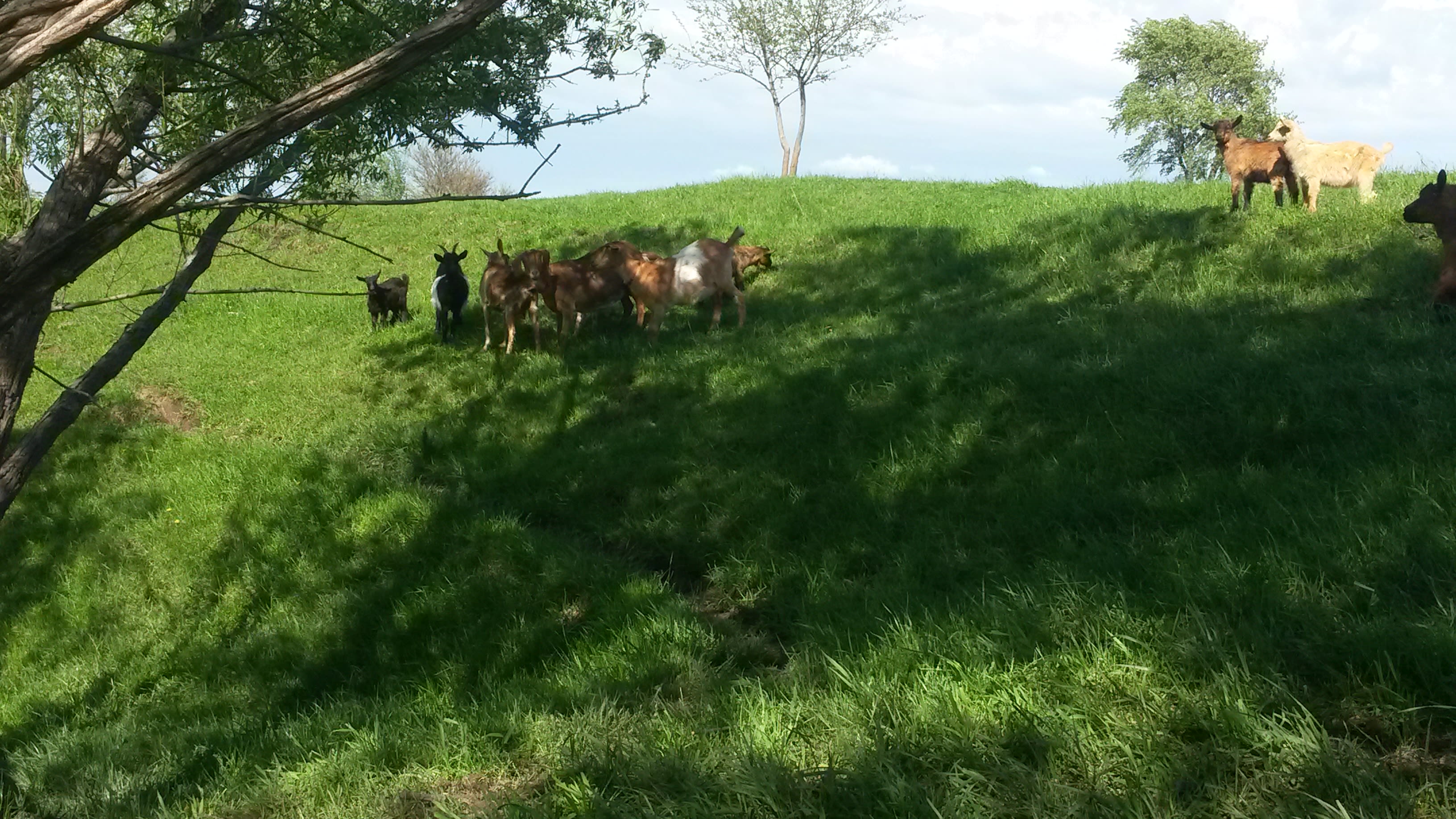 Goatland