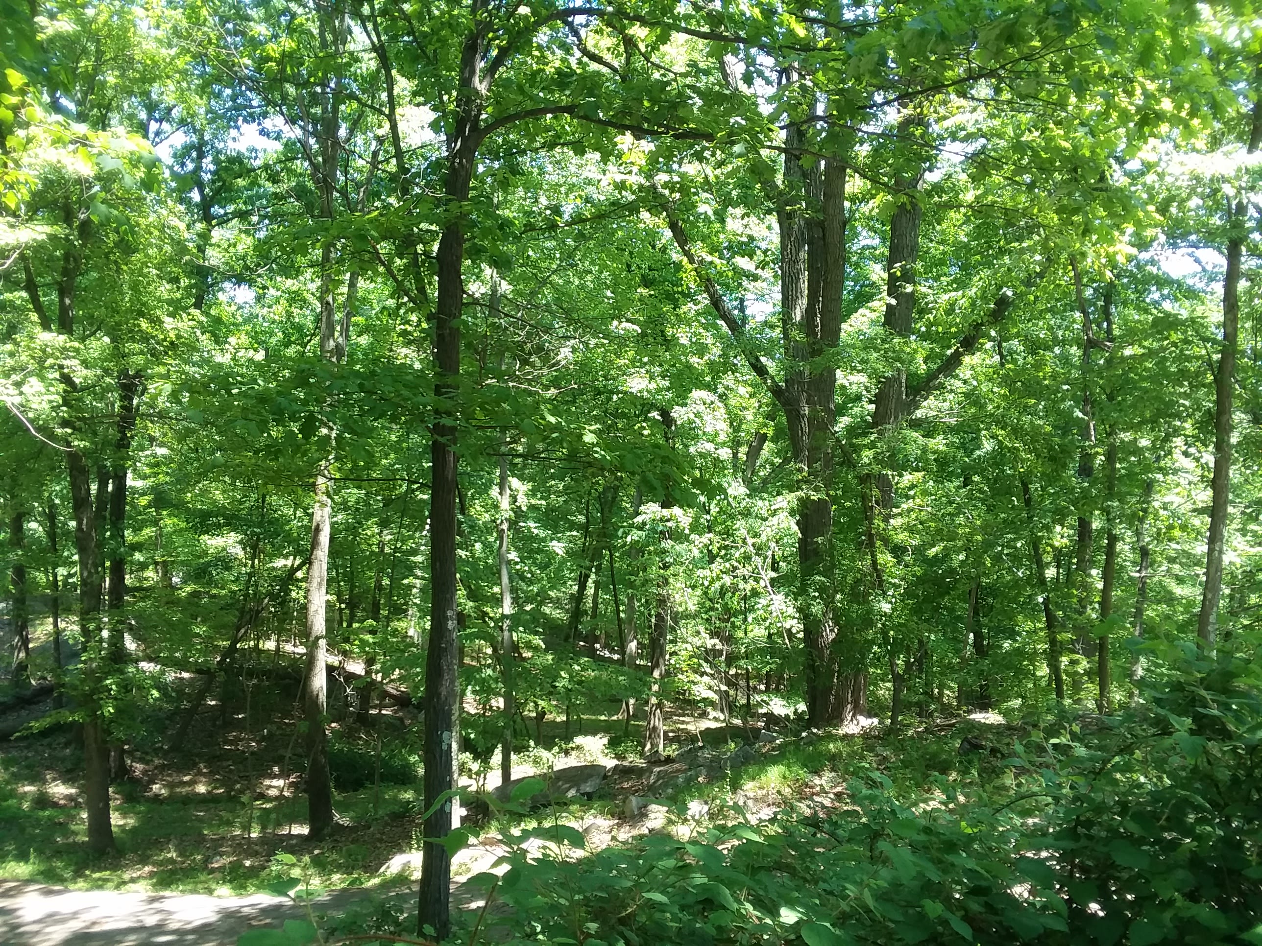 Artimis Ridge