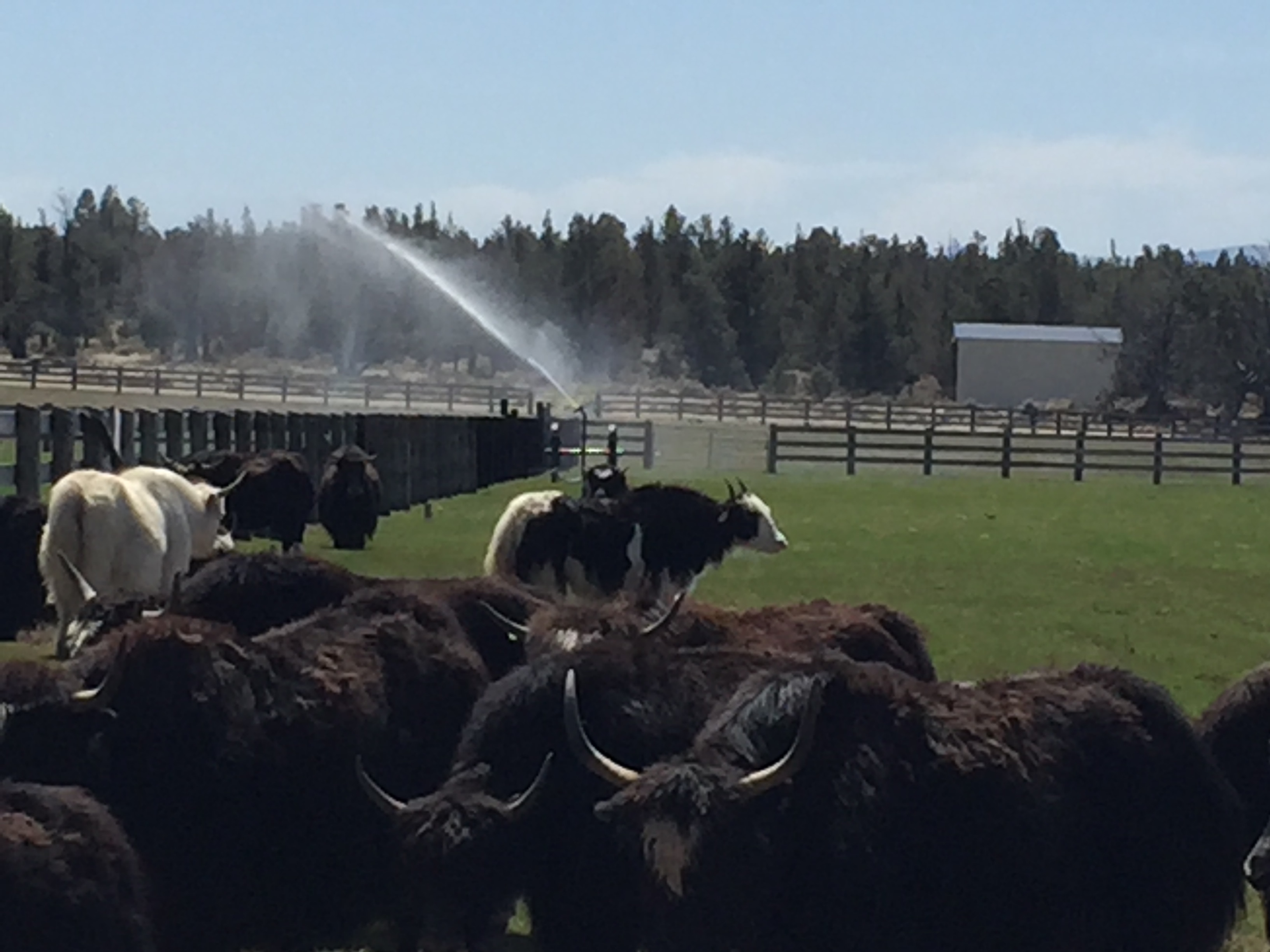 Yak it all in with our local herd 