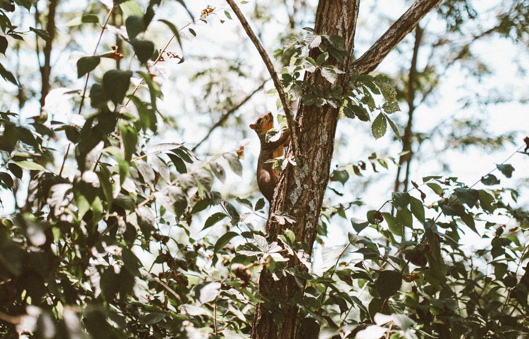 There were a couple of squirrels around that legitimately threw things at me from the trees... but they were cute so I let it slide.
