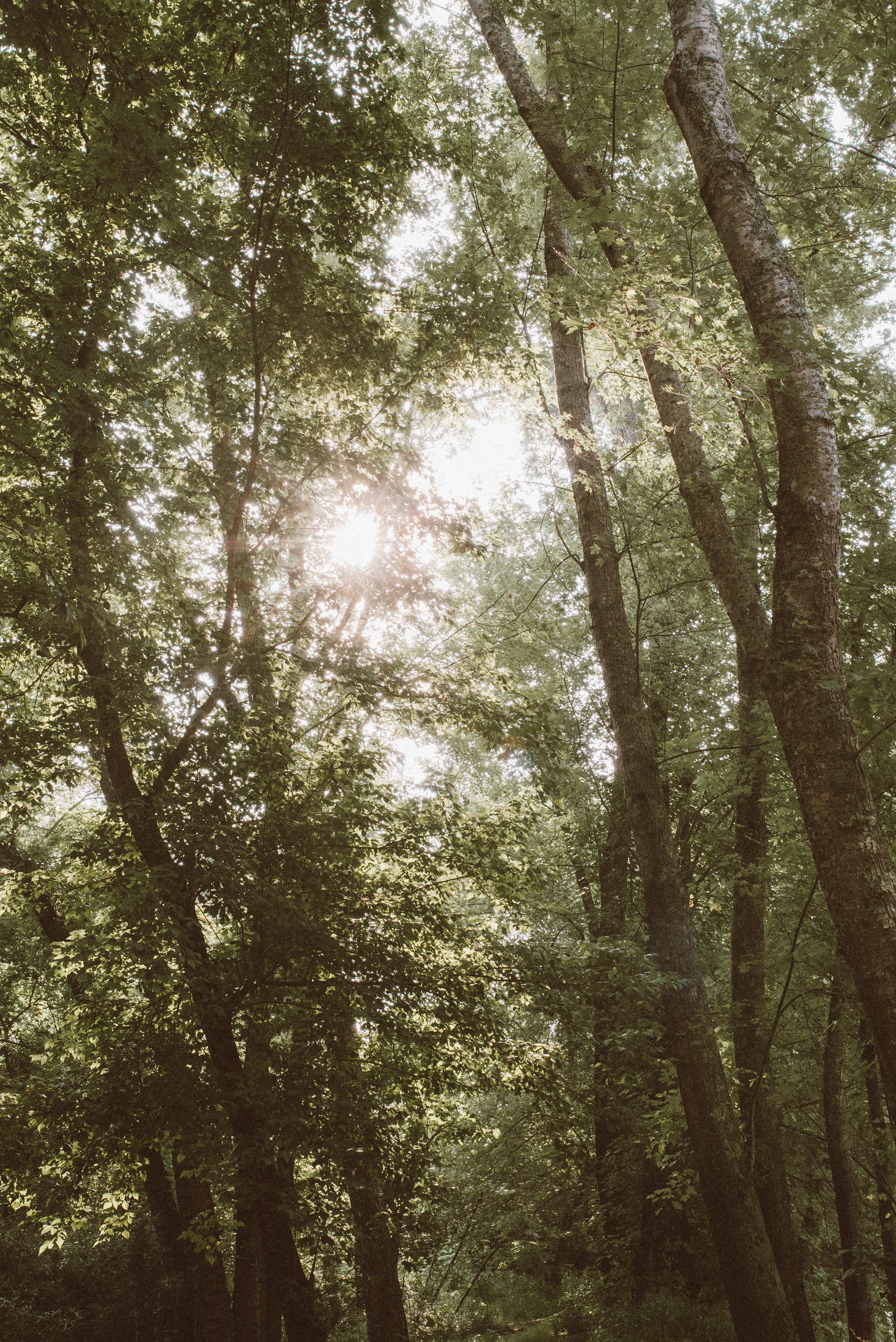 Sun doesn't come clearly through the trees til about 10:00am, so the mornings at camp are nice and cool, even in July.