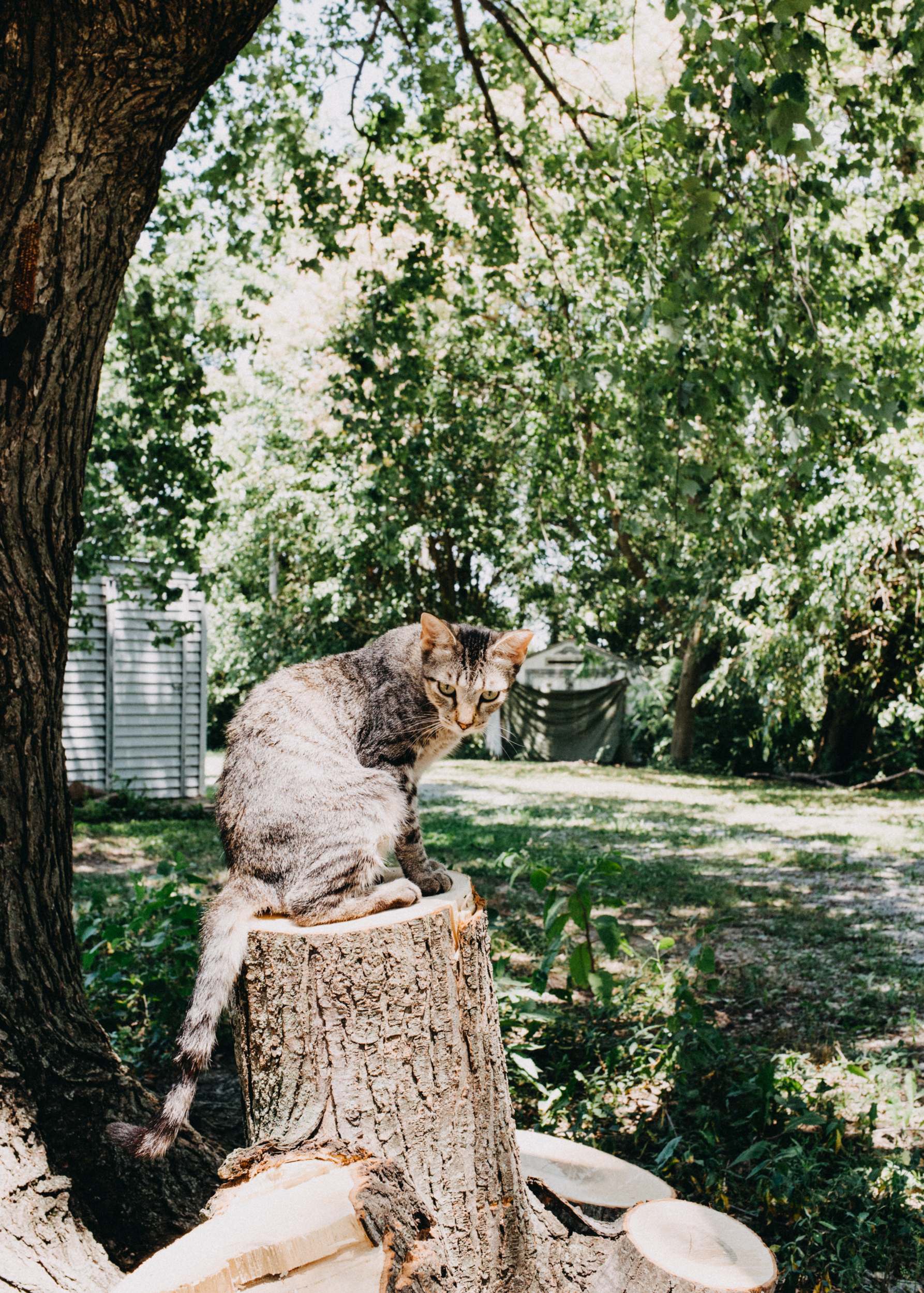Deaf Barefoot Melange Farm