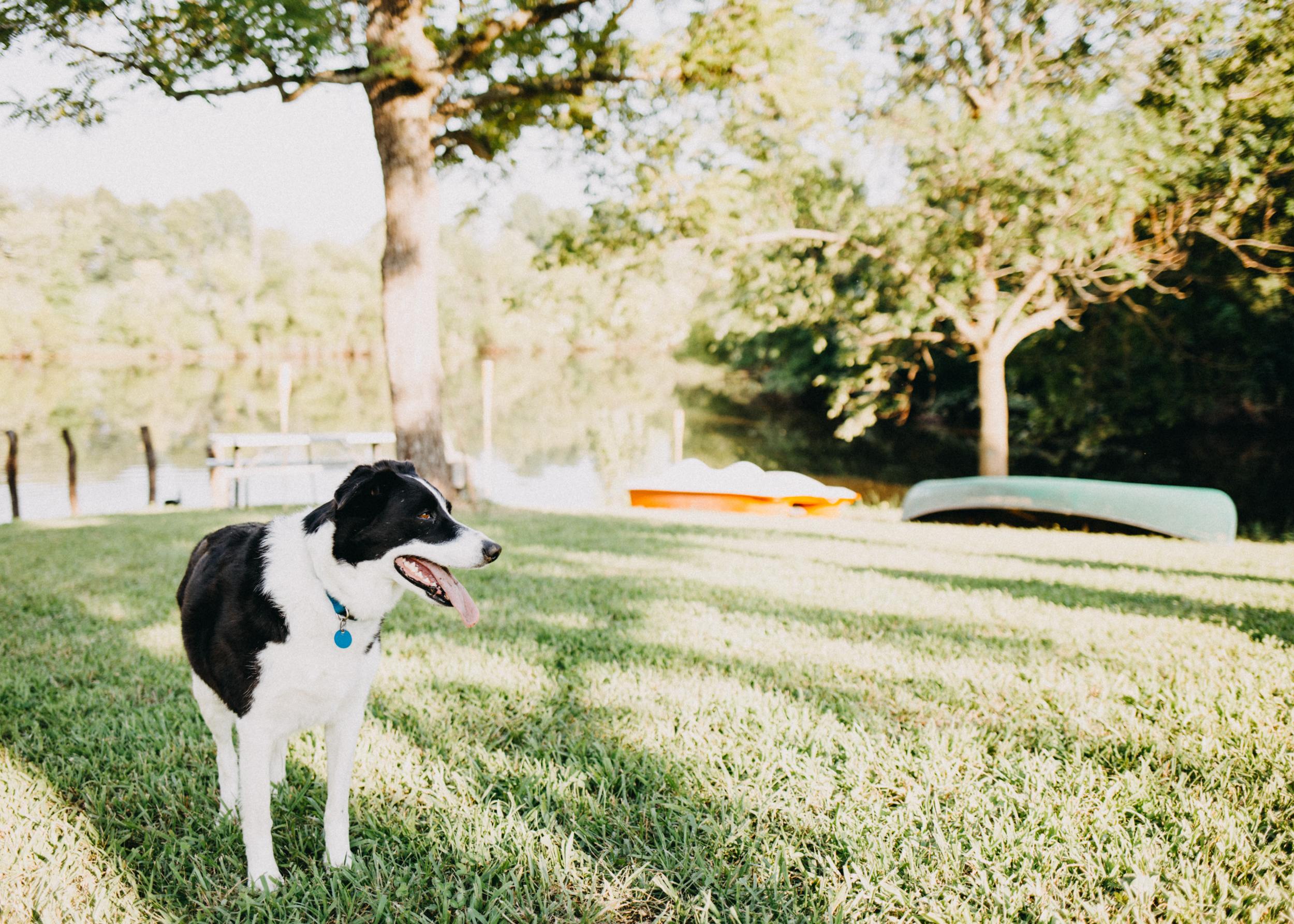 You'll have pups as added tour guides