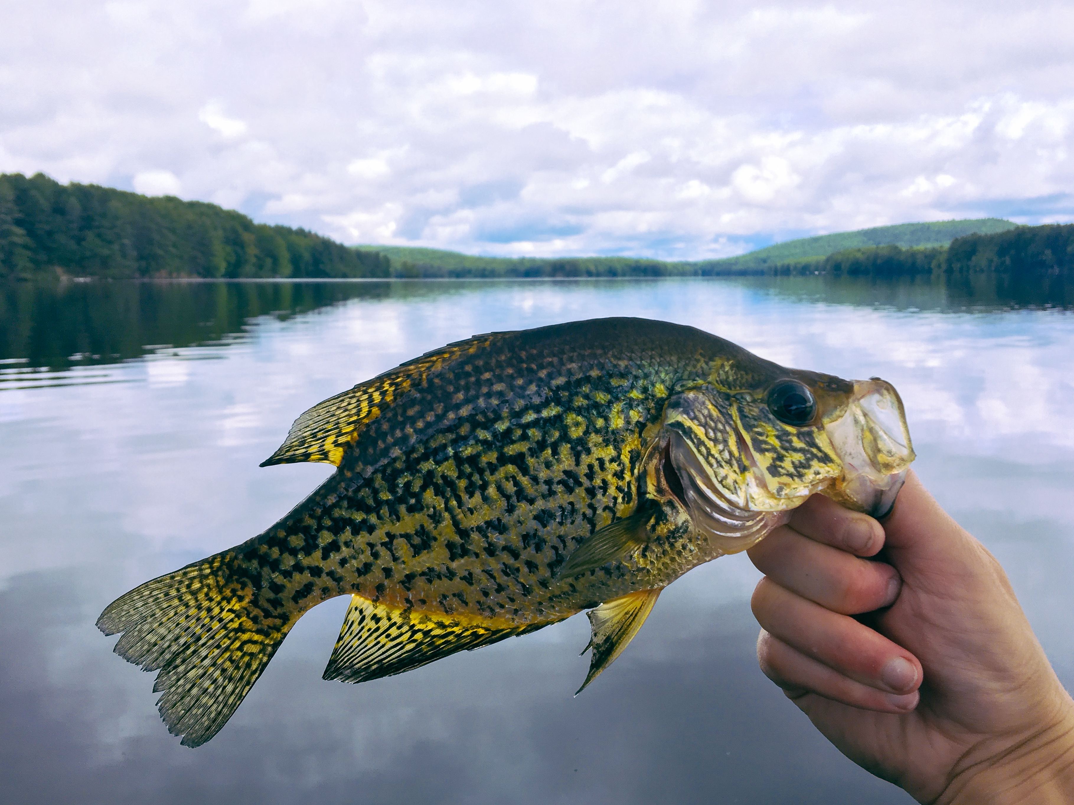 Managed to catch a variety of fish during my stay. Pike, sunfish, bass, and this crappie.