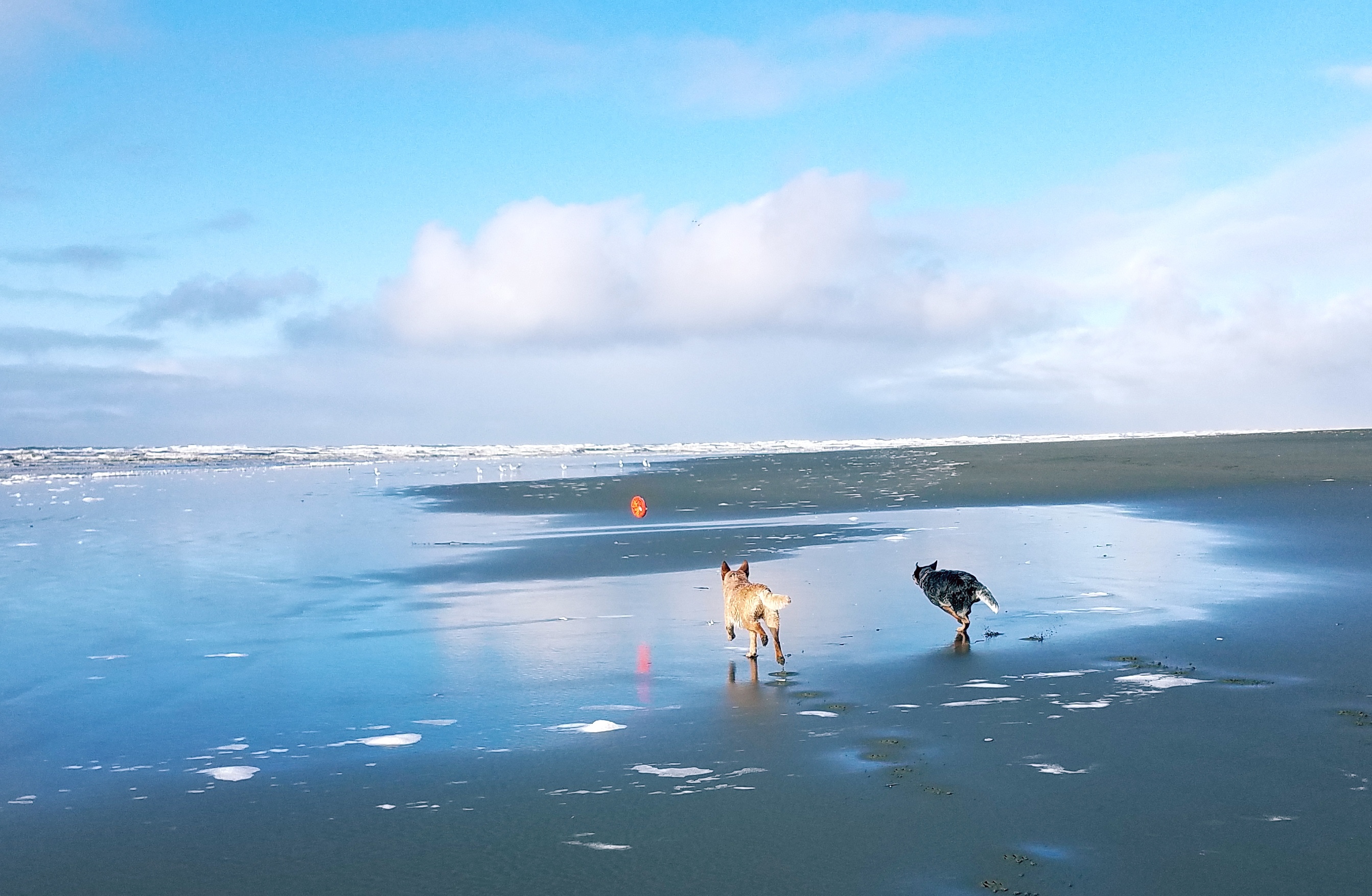 Pacific Beach State Park