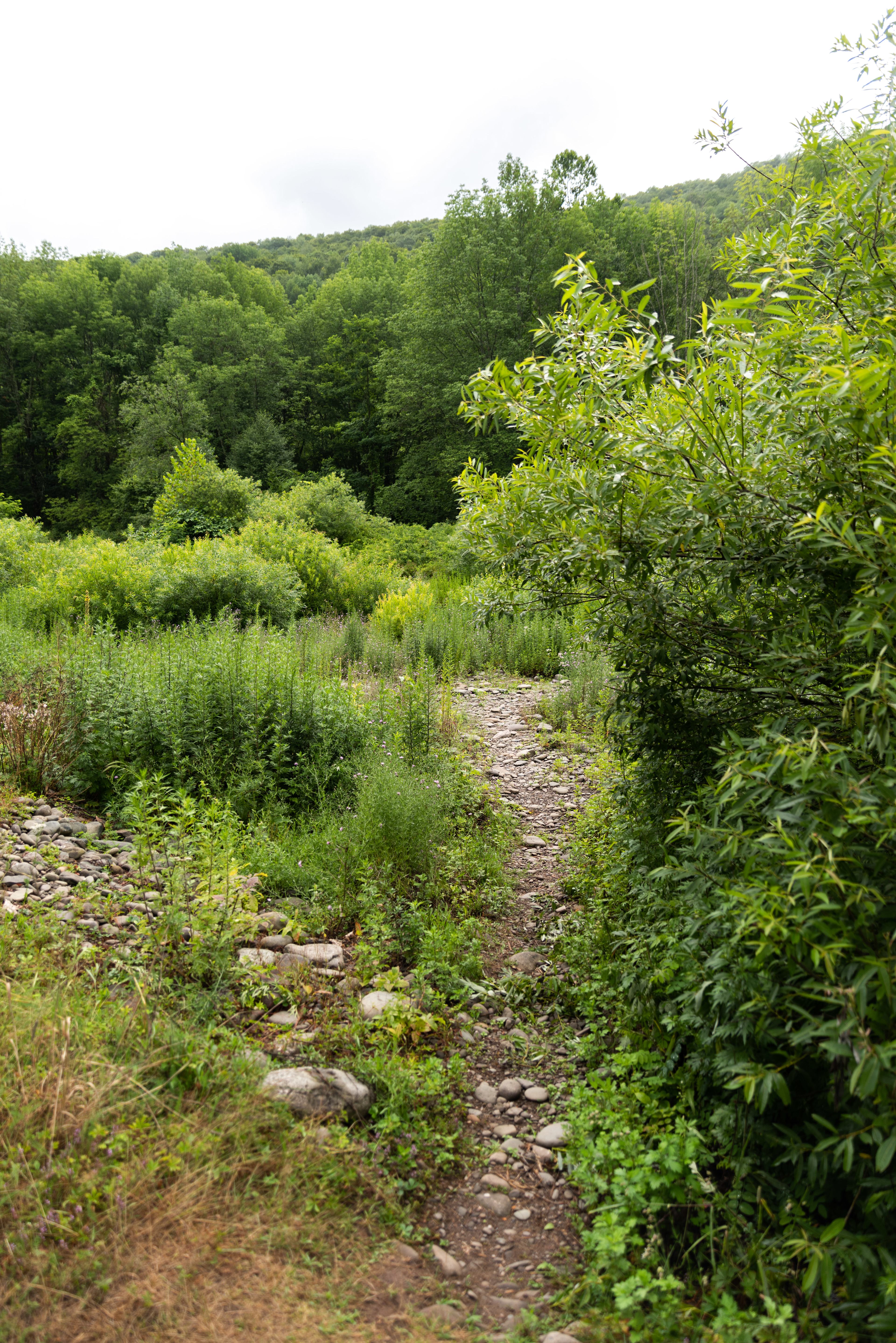 There's a trail behind the cabins that leads to the creek