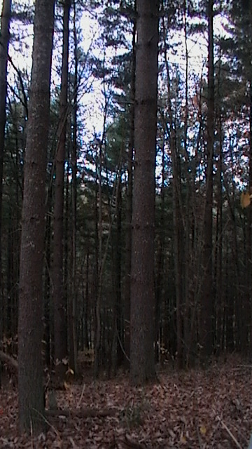Our pine grove